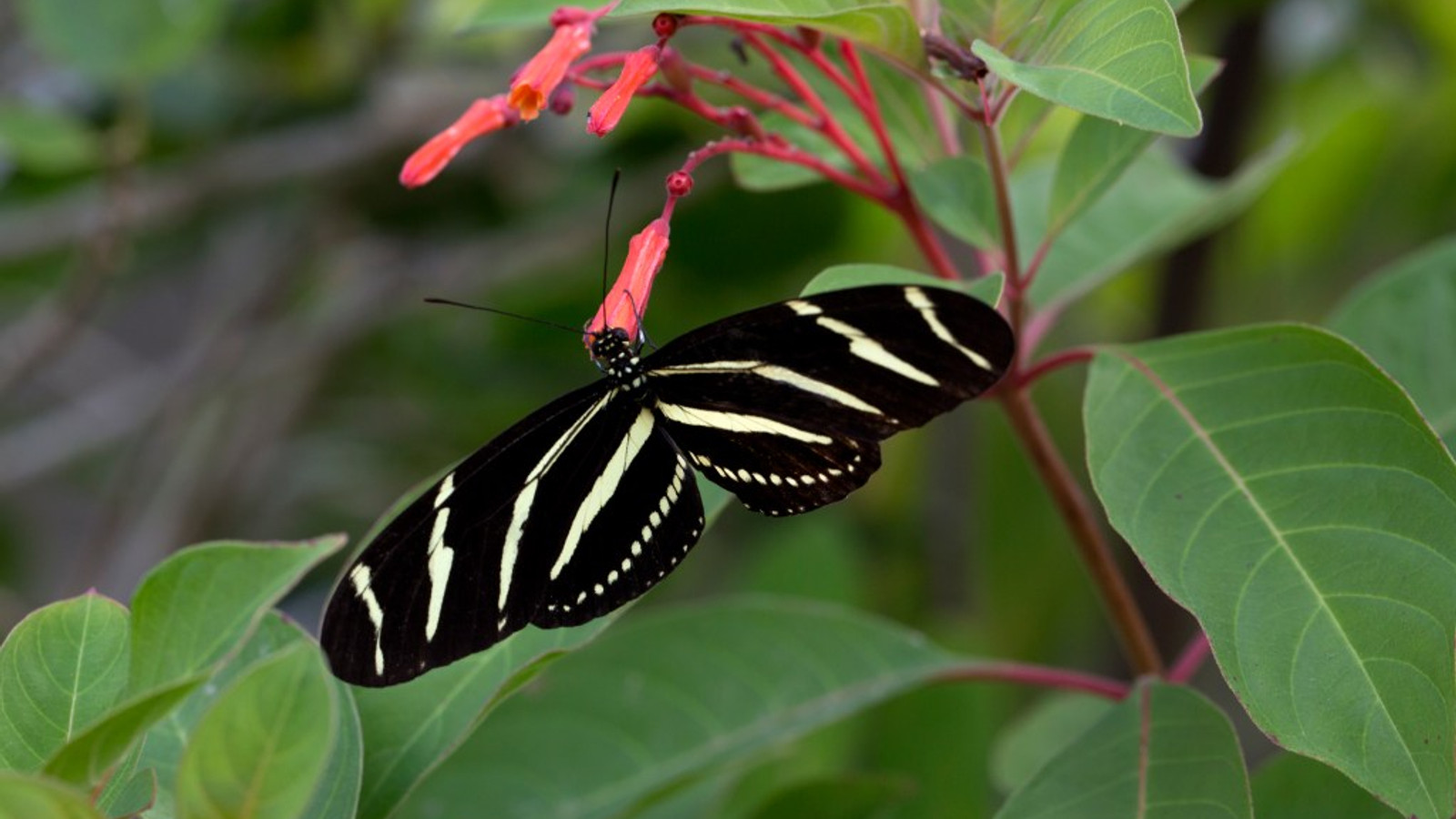 Detailed identification view of Zebra Longwing