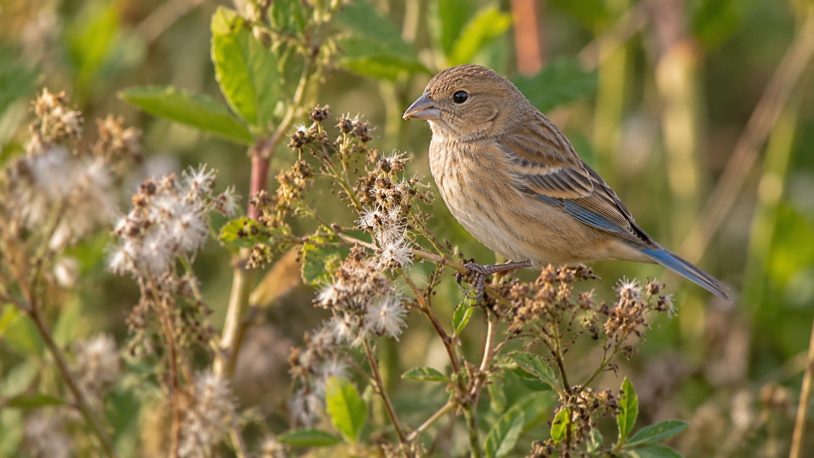 Adult female Indigo Bunting feeding among seed heads beside a Florida woodland trail