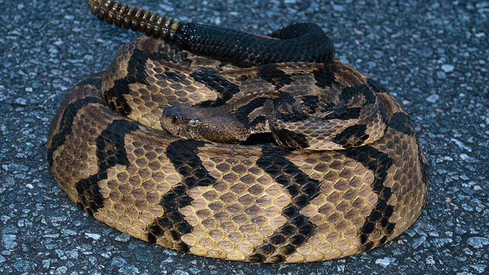 Florida Timber Rattlesnake coiled on pavement showing black tail and rattle