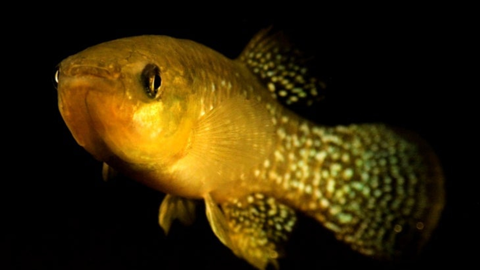 Fish