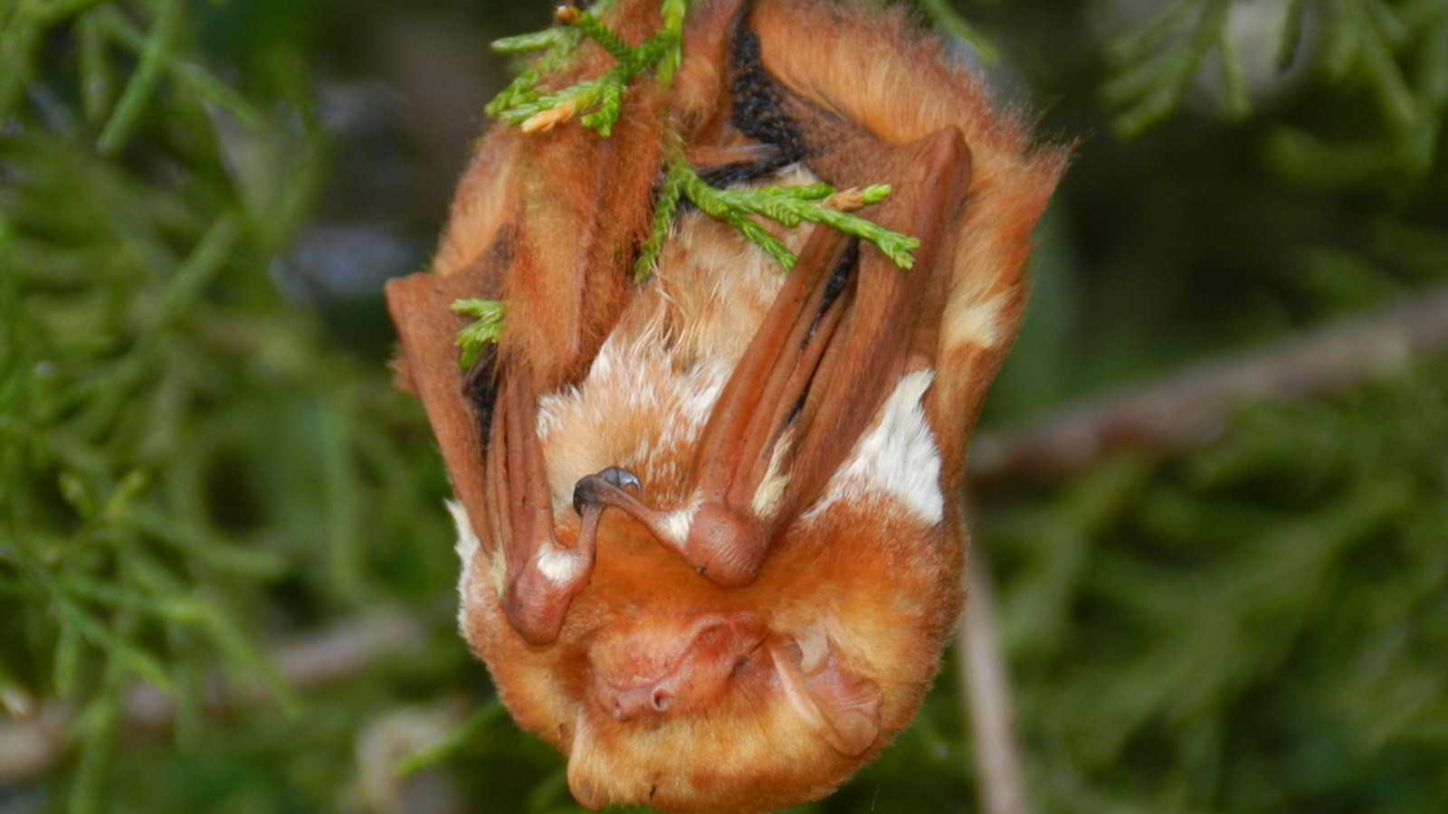 Detailed identification view of Eastern Red Bat