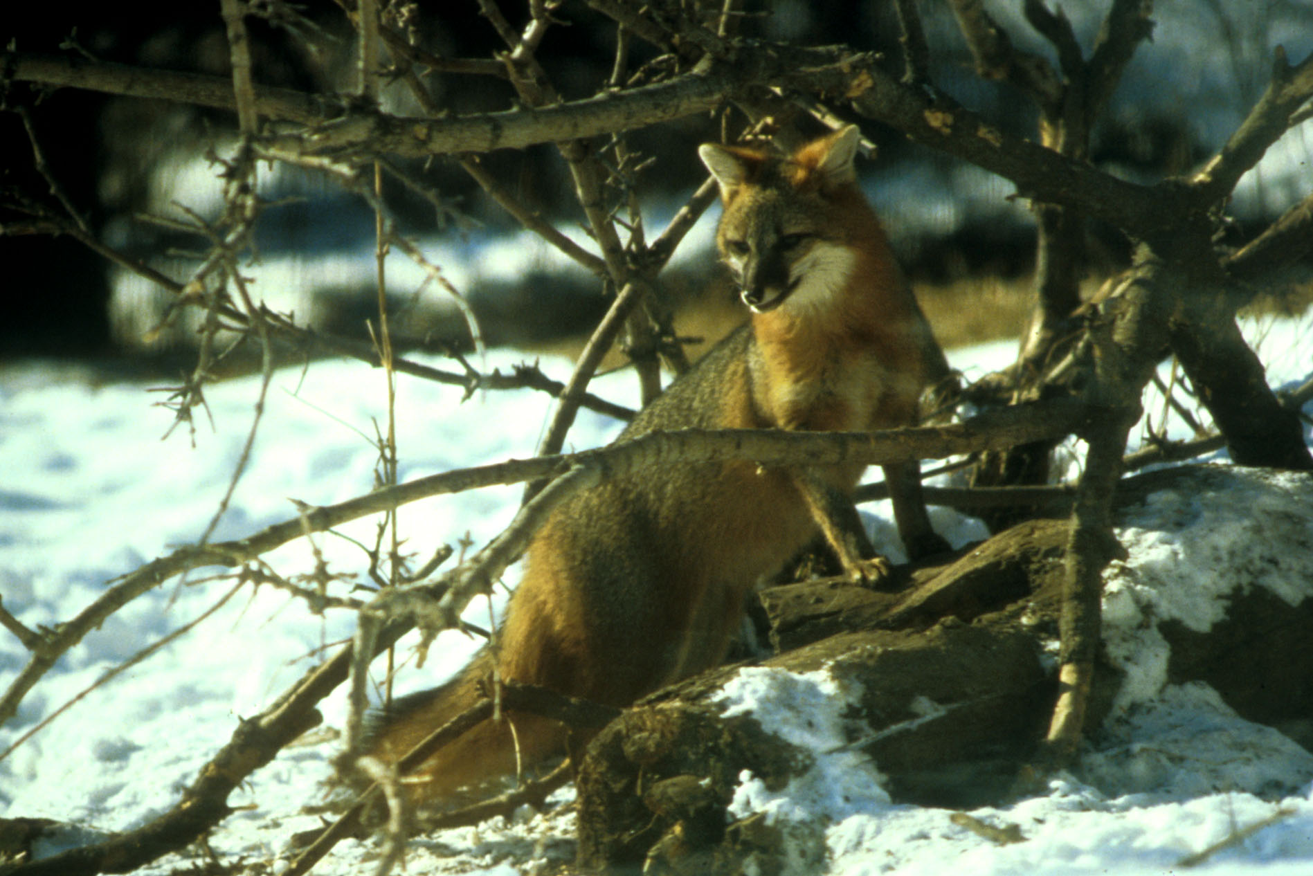 Second view of Gray Fox