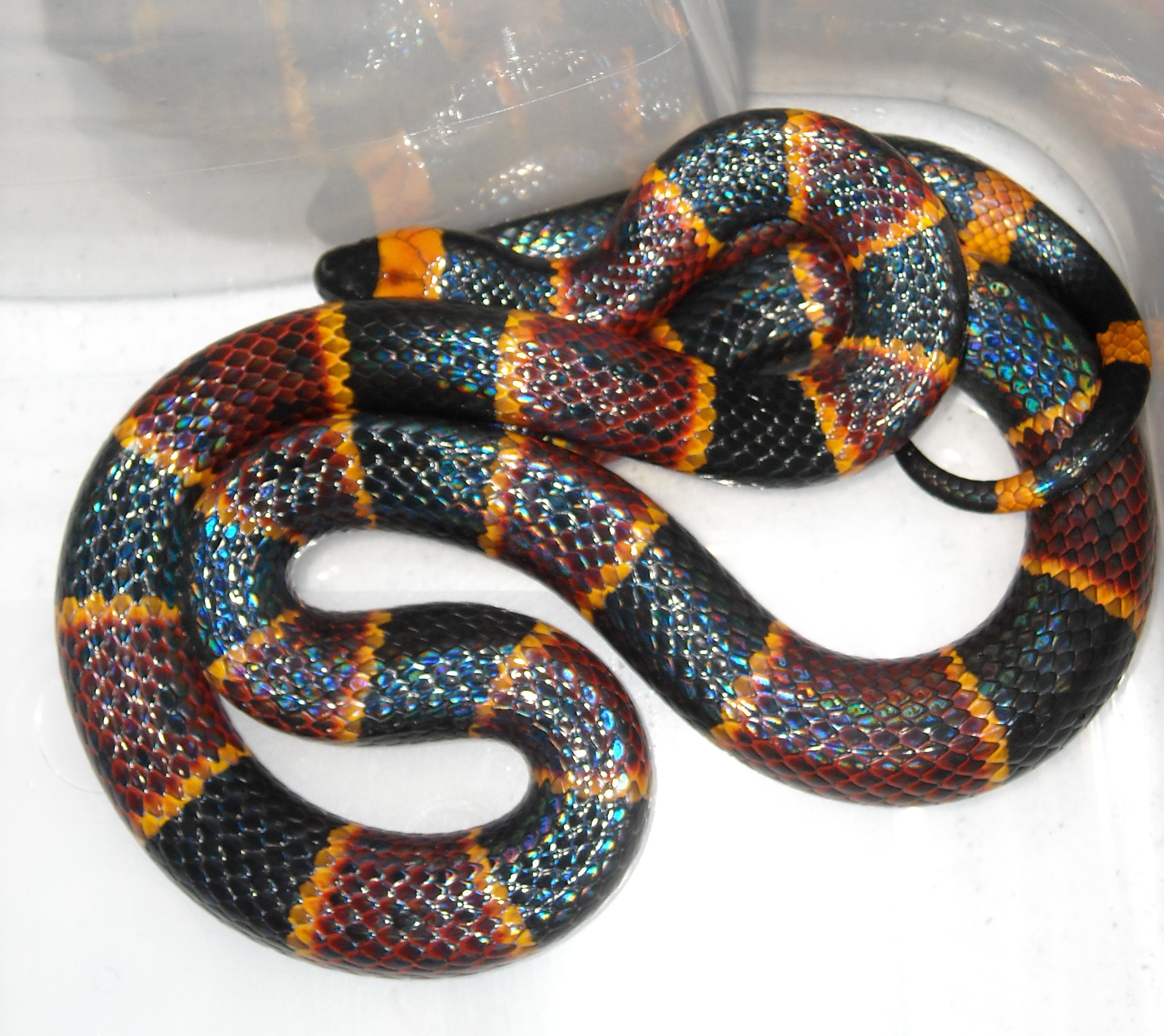 Reptile