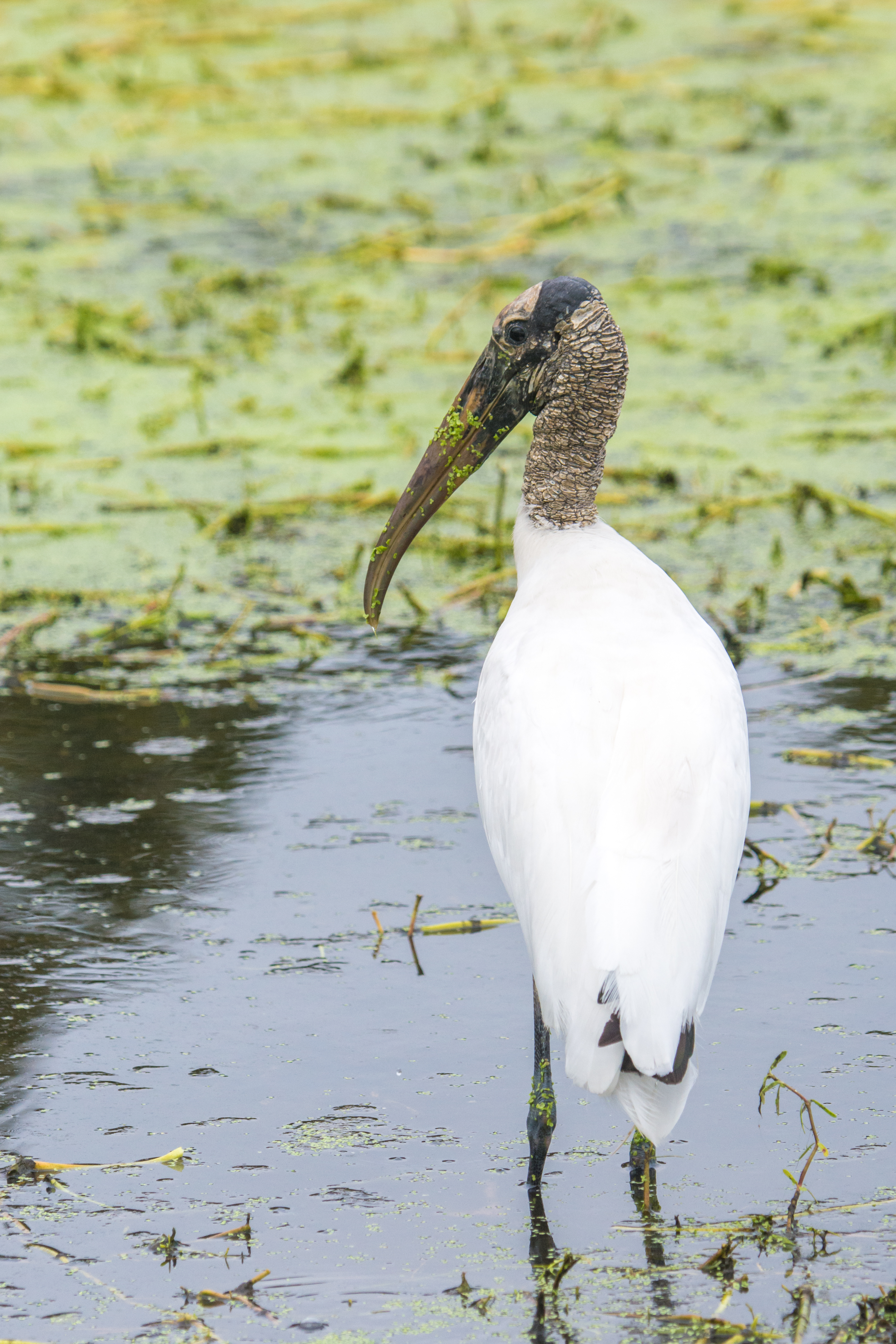 Second view of Wood Stork