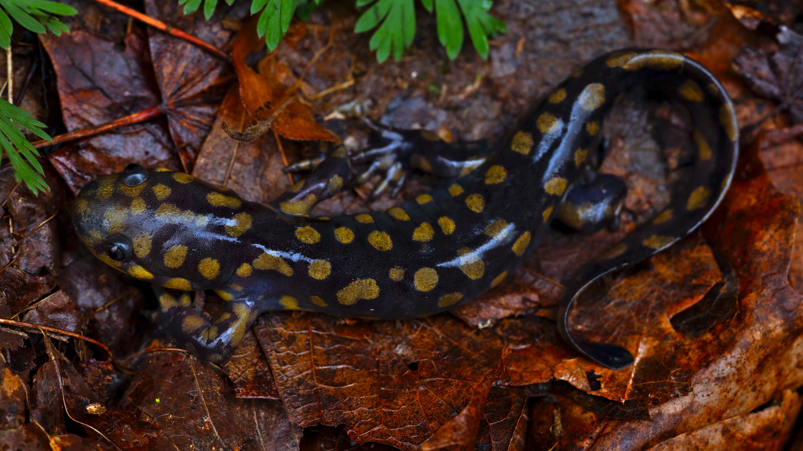 Eastern Tiger Salamander with yellow blotches on leaf litter