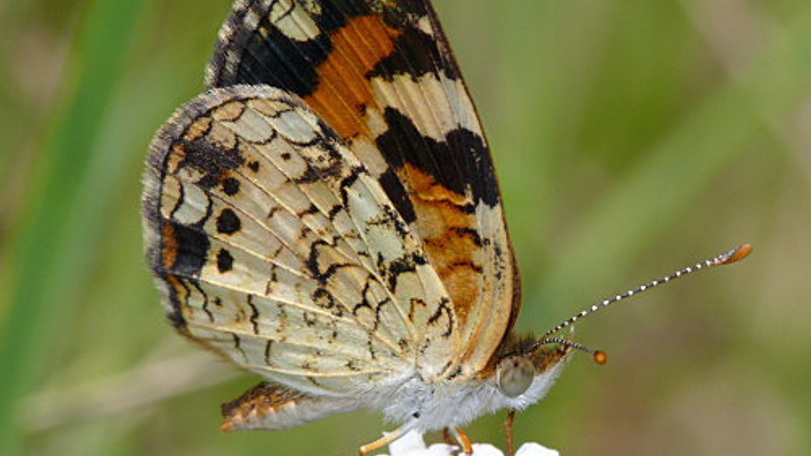 Phaon Crescent feeding on small flowers near coastal grass
