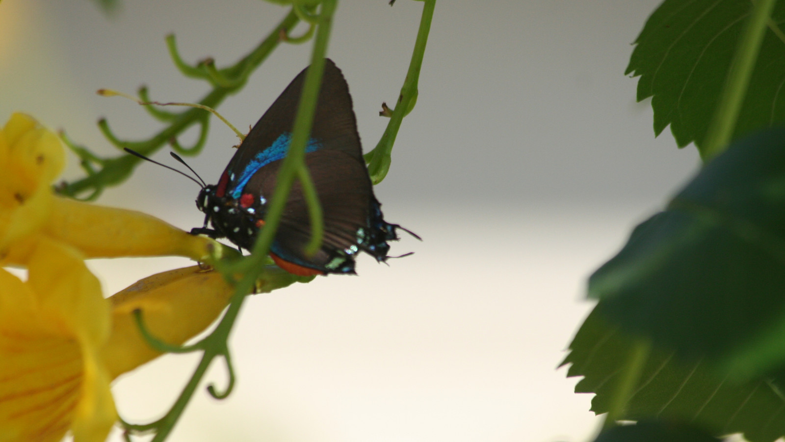 Great purple hairstreak butterfly among yellow flowers