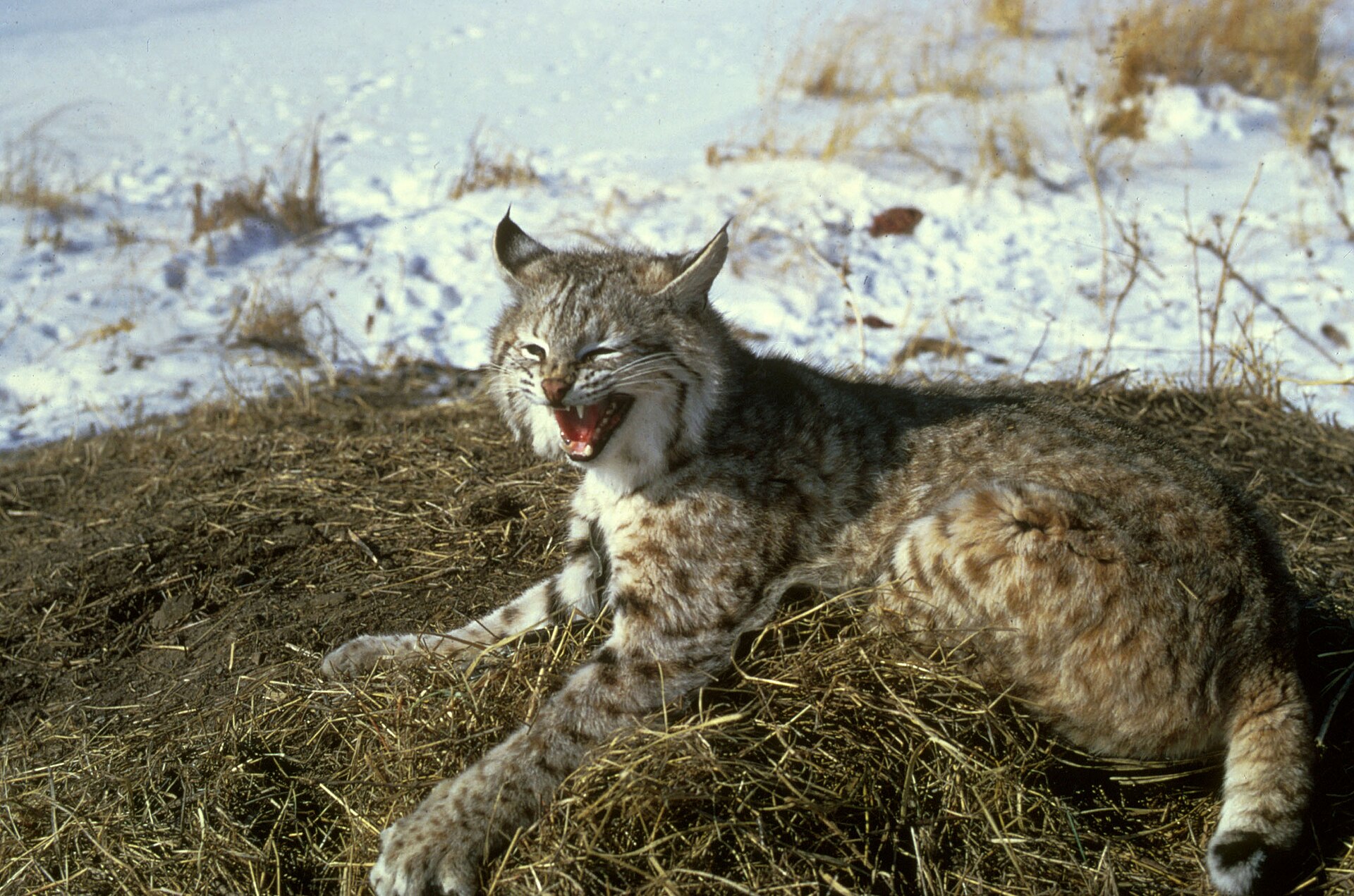 Mammals