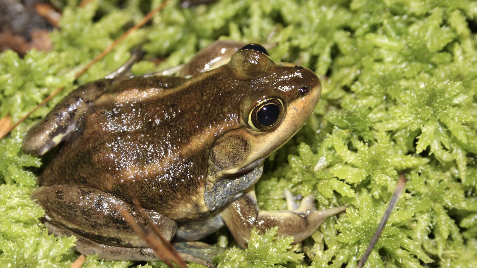 Amphibian
