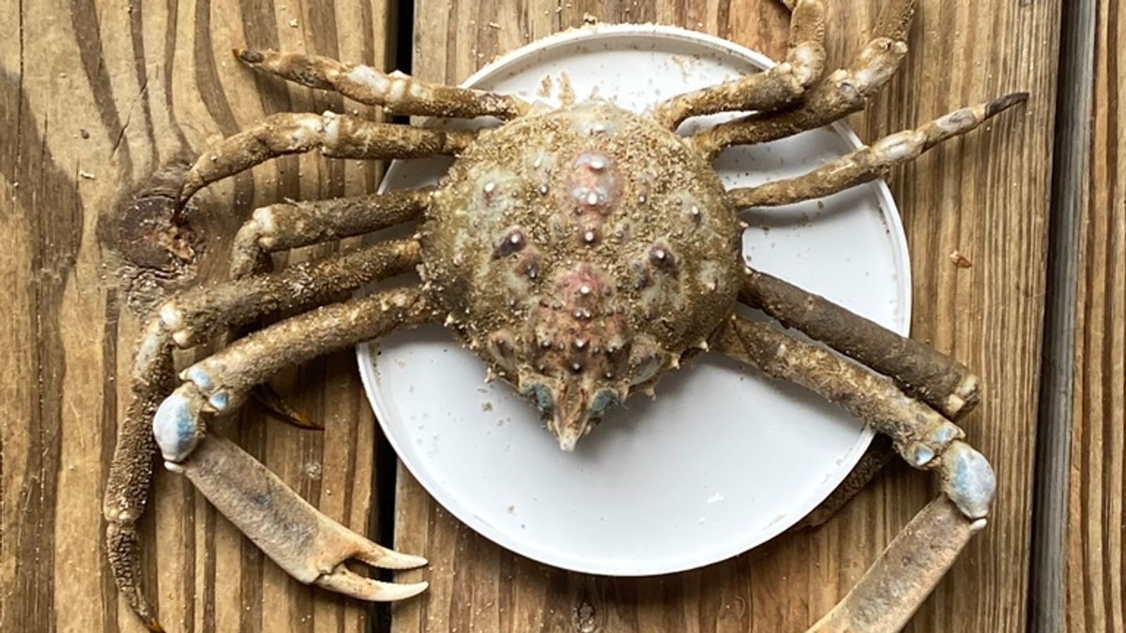 Portly spider crab viewed from above with its long legs spread