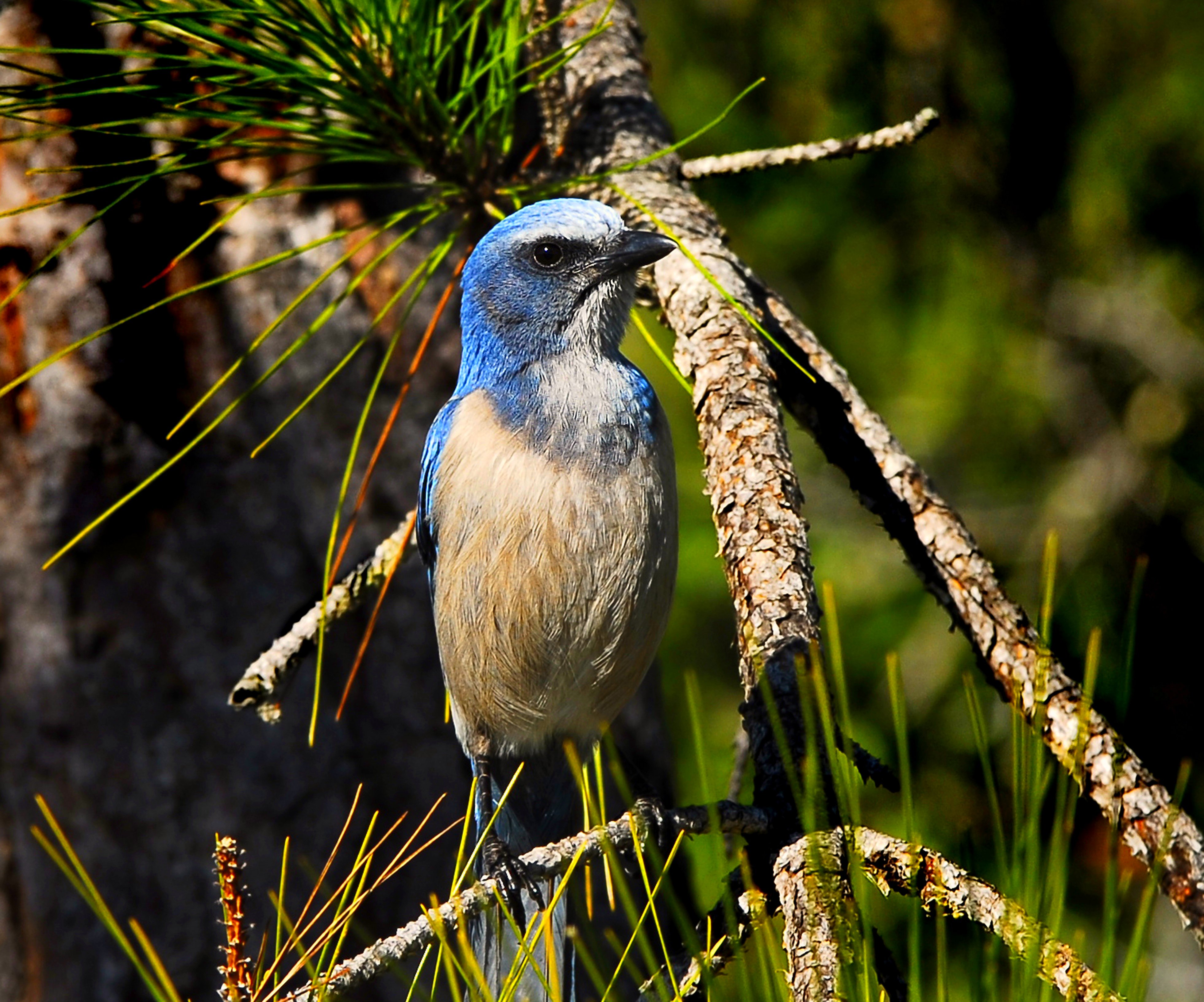 Second view of Florida Scrub-Jay