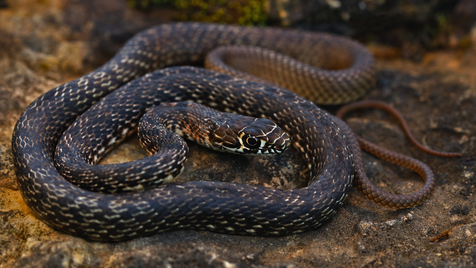 Detailed view of Eastern Coachwhip