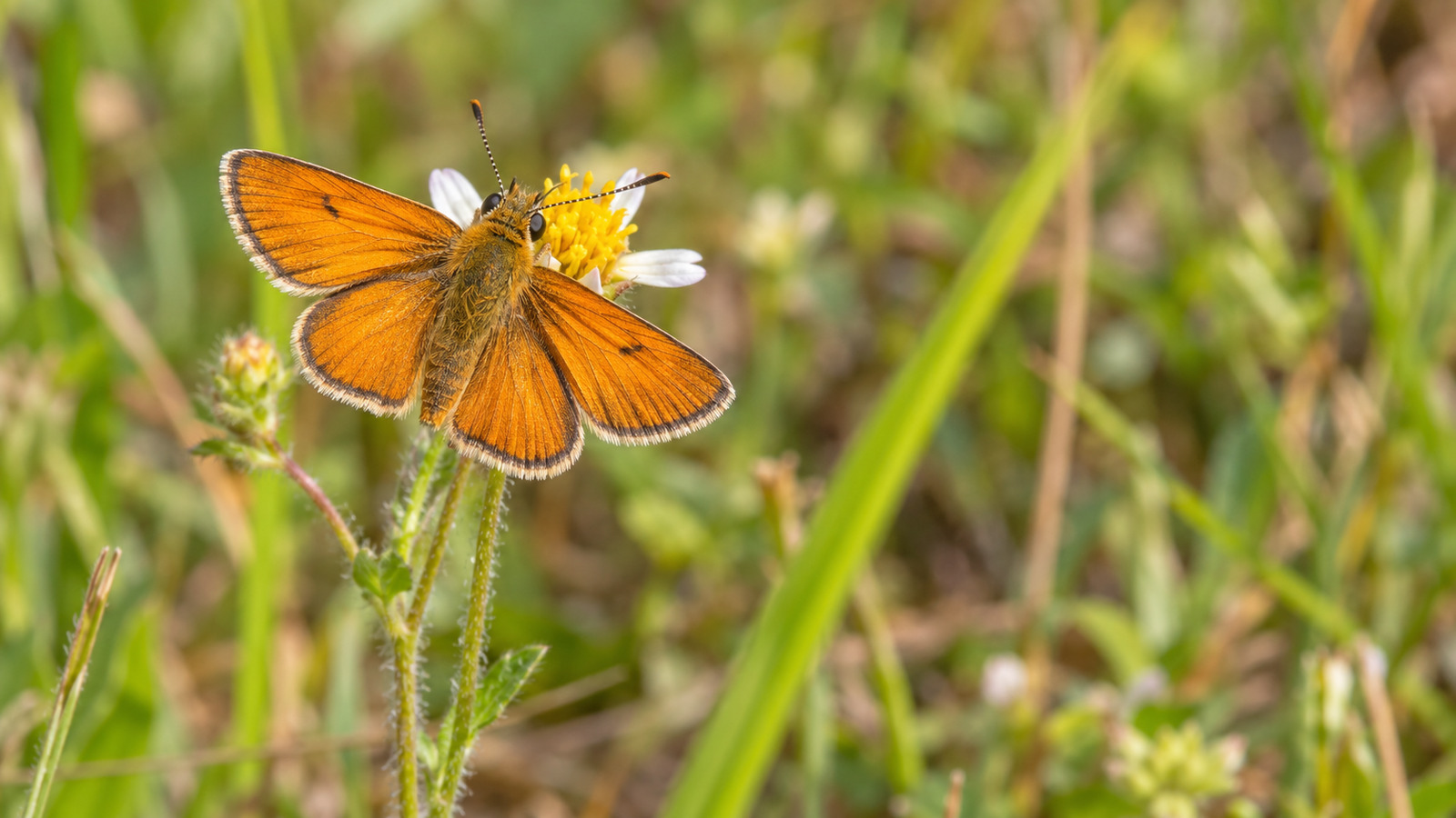 Male Southern Skipperling displaying bright orange wings on a small wildflower in a sunny Florida meadow