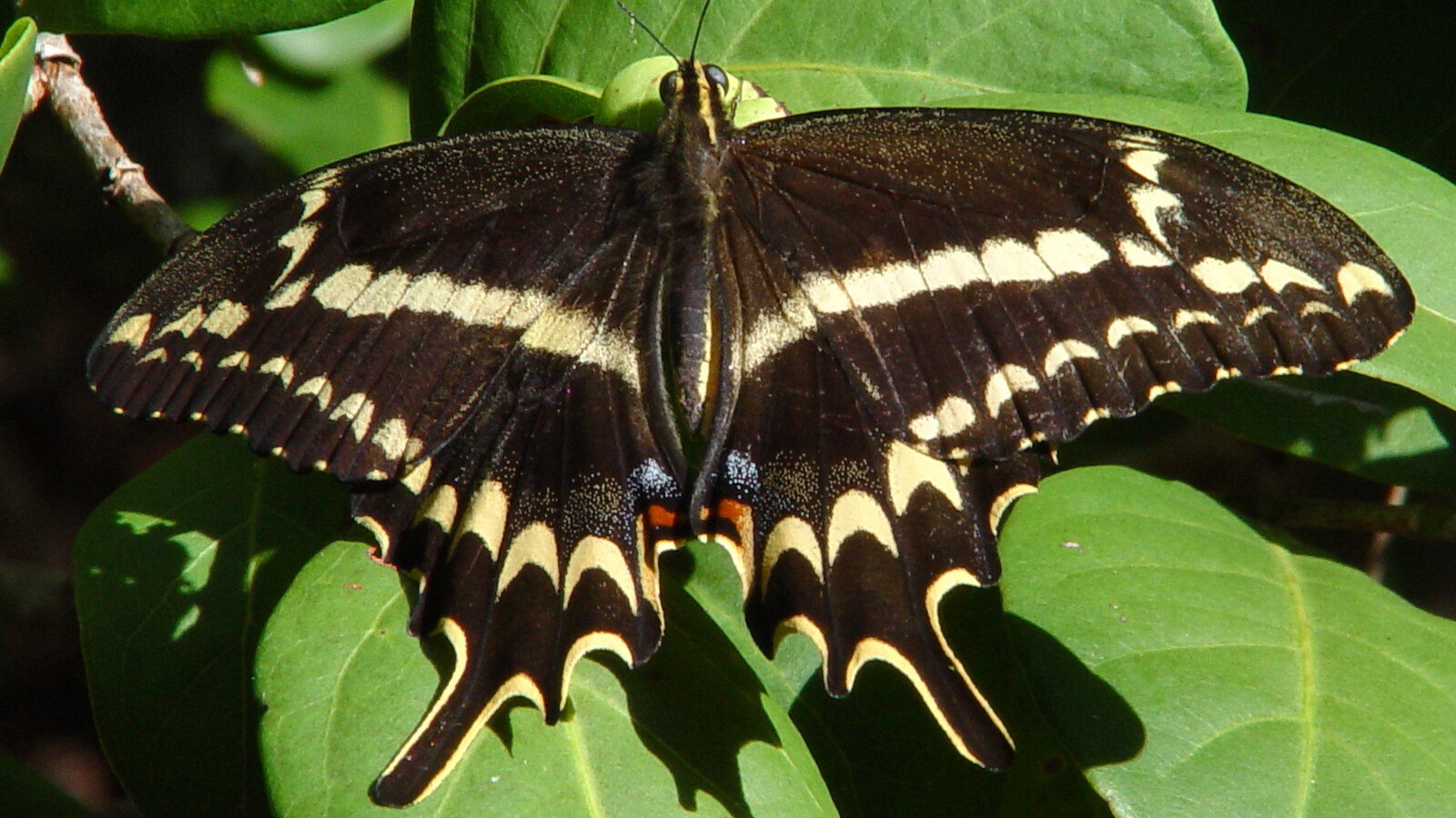 Schaus' Swallowtail spread across green tropical foliage