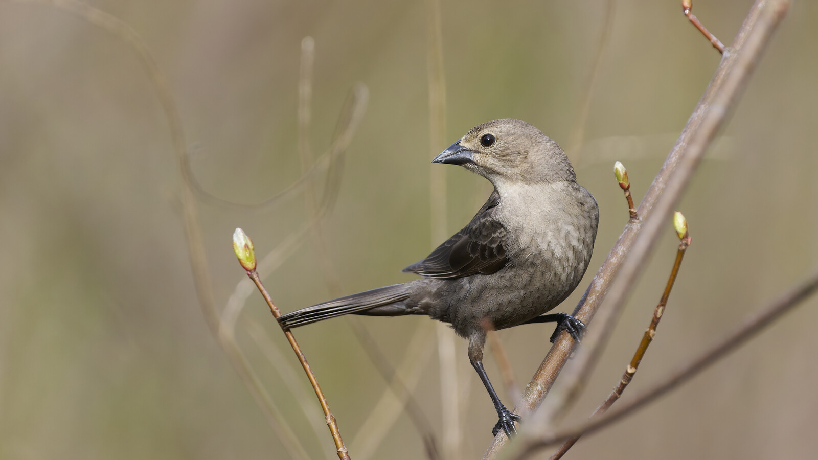 Detailed view of Brown-Headed Cowbird