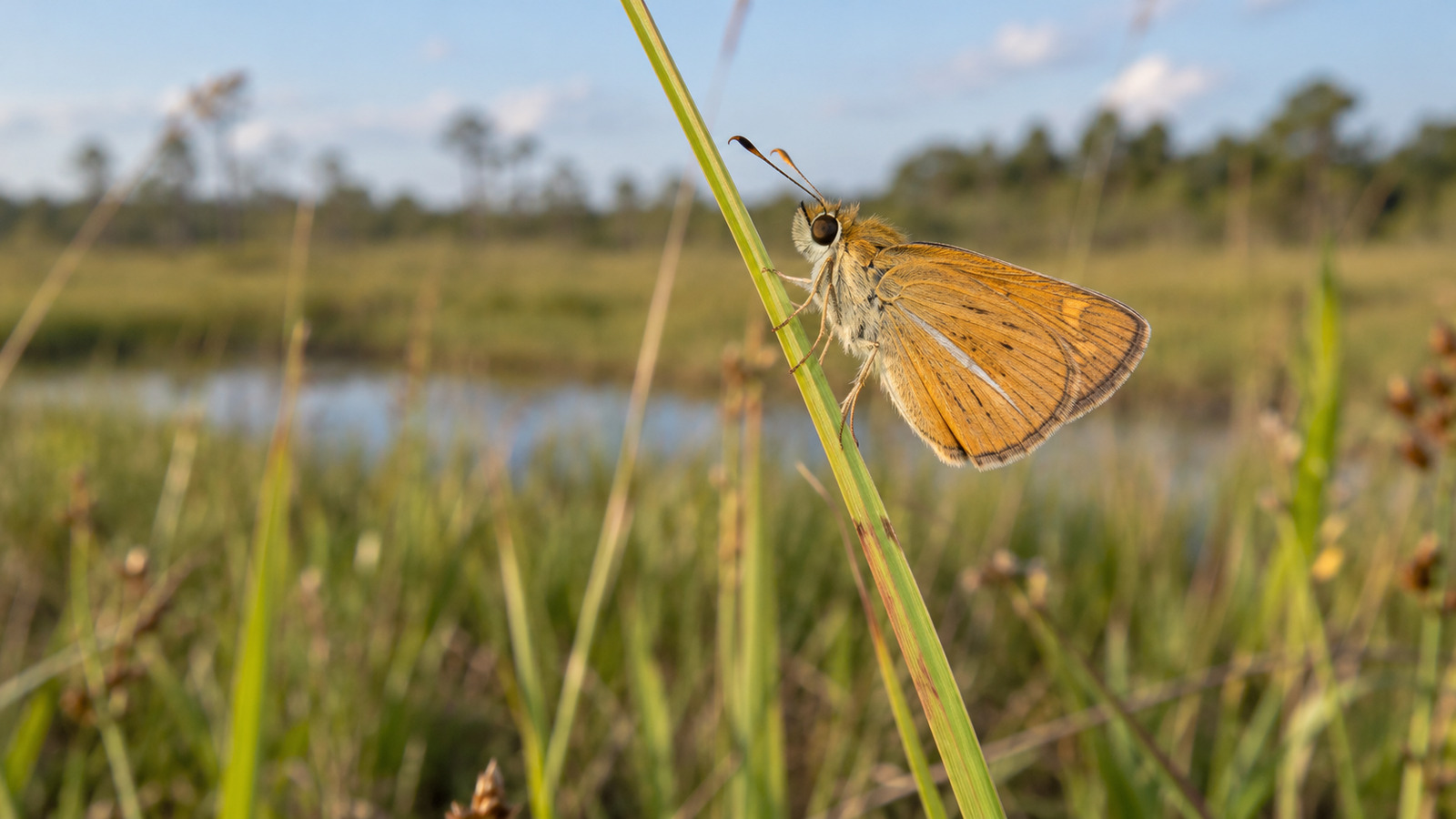 Female Southern Skipperling showing the pale ray beneath its orange hindwing while perched on grass beside a Florida wet meadow