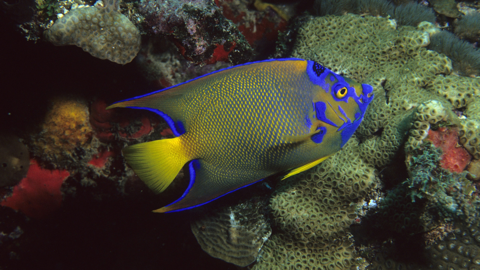 Queen angelfish with a blue-ringed forehead crown swimming above a sponge-covered reef