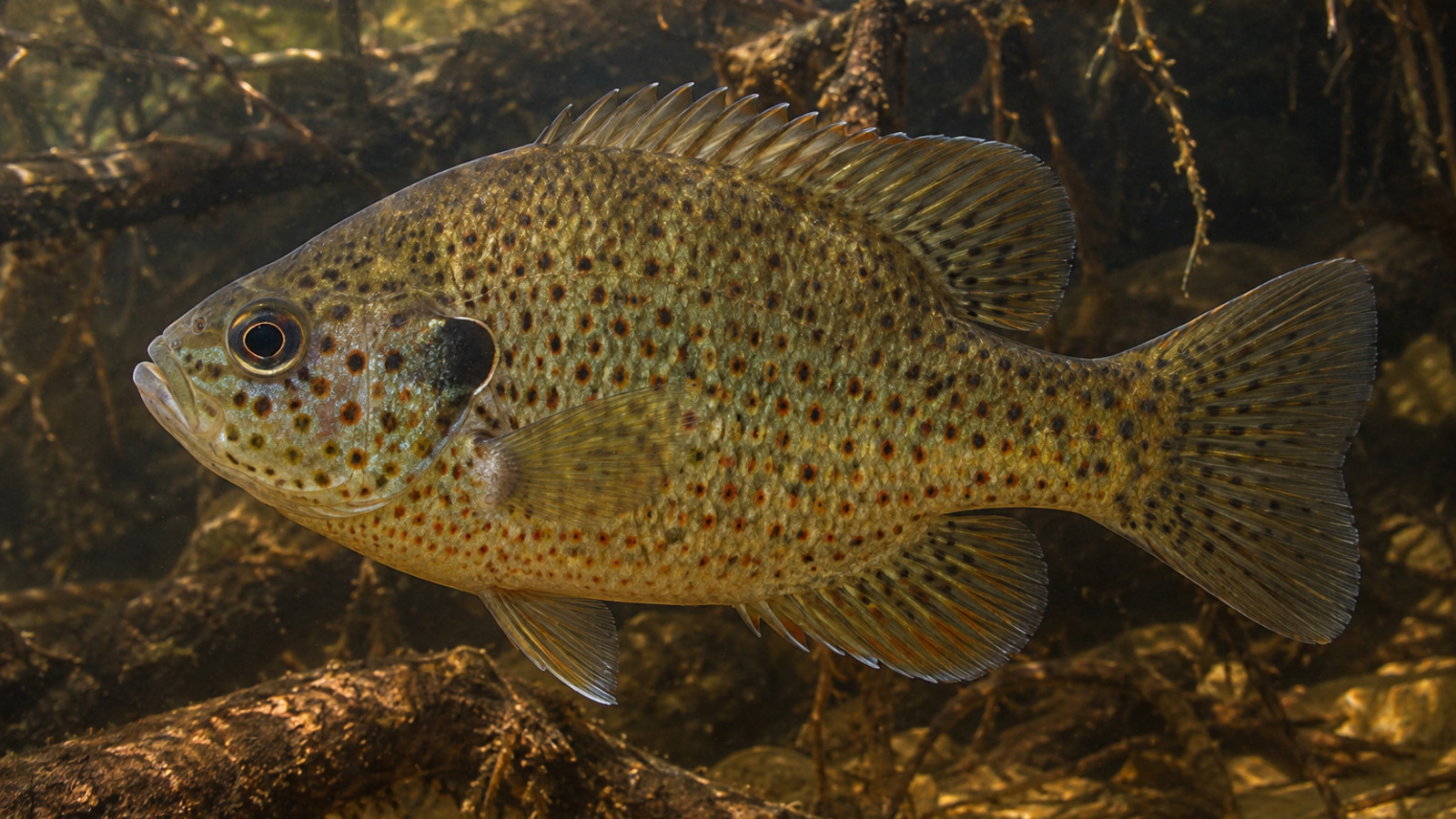 Fish
