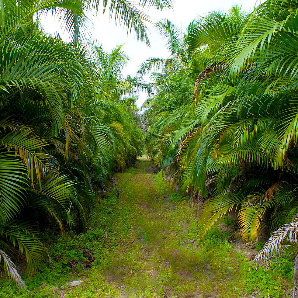 Lush green palm trees form a dense pathway under a clear sky. The scene evokes a tropical, tranquil atmosphere with vibrant foliage. - Frank Wible