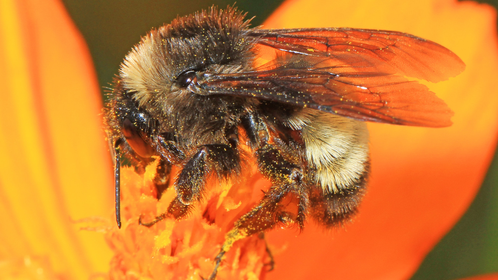 Detailed view of American Bumble Bee