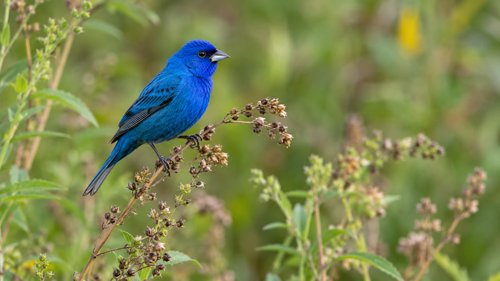 Adult male Indigo Bunting perched on a seed-bearing stem at a Florida field edge