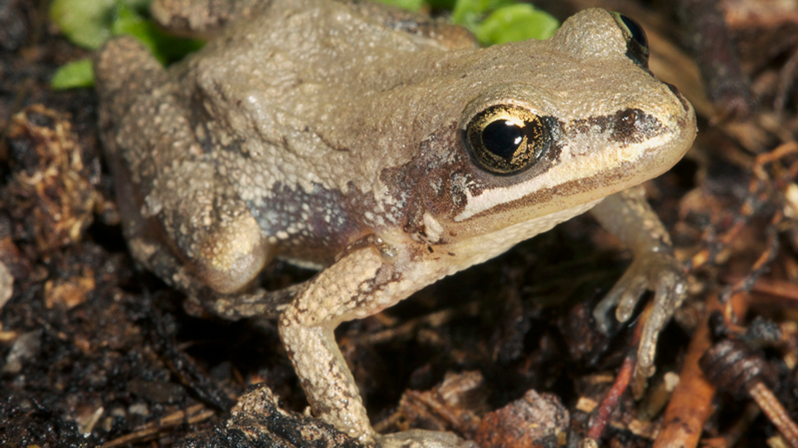 Amphibian