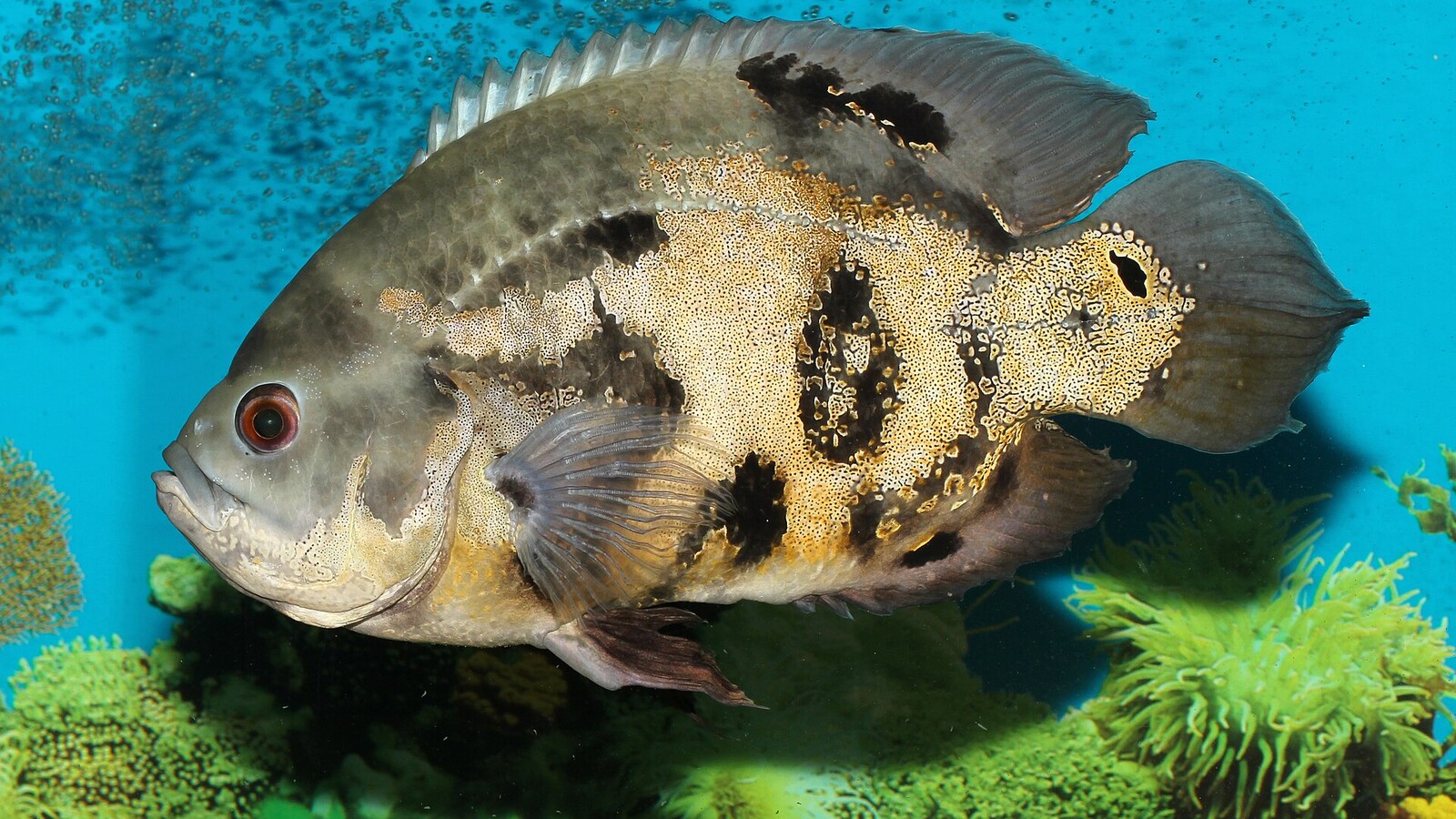 Detailed view of Oscar