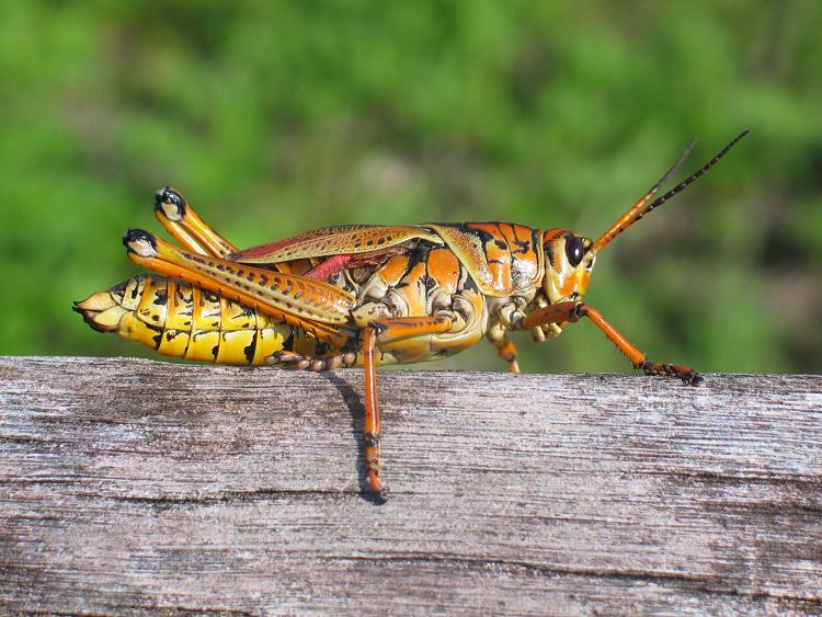 Insects