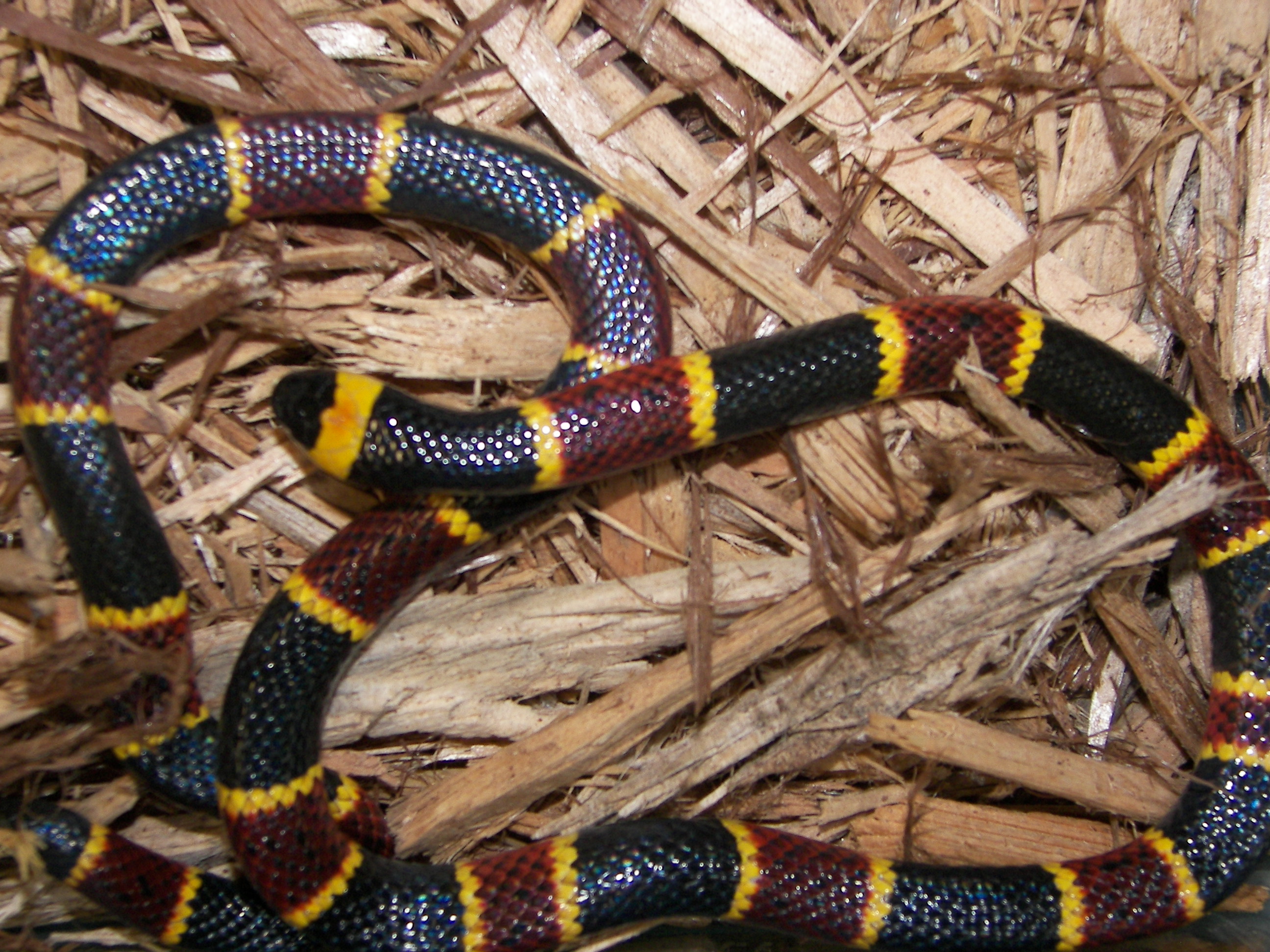 Second view of Eastern Coral Snake