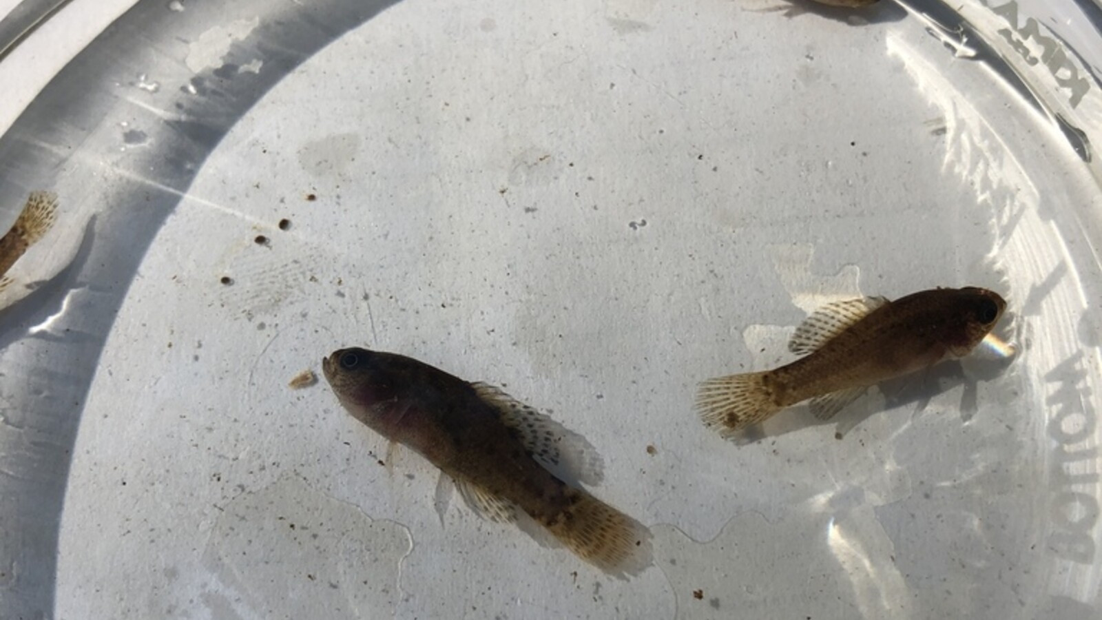 Second distinct view of a Everglades Pygmy Sunfish in natural habitat