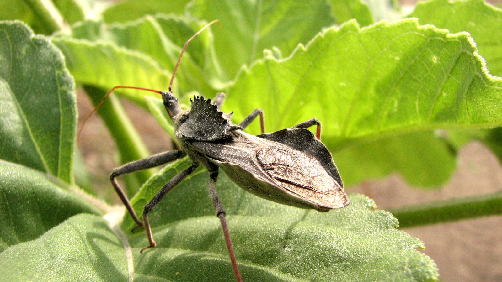 Adult Wheel Bug showing toothed crest on a green leaf