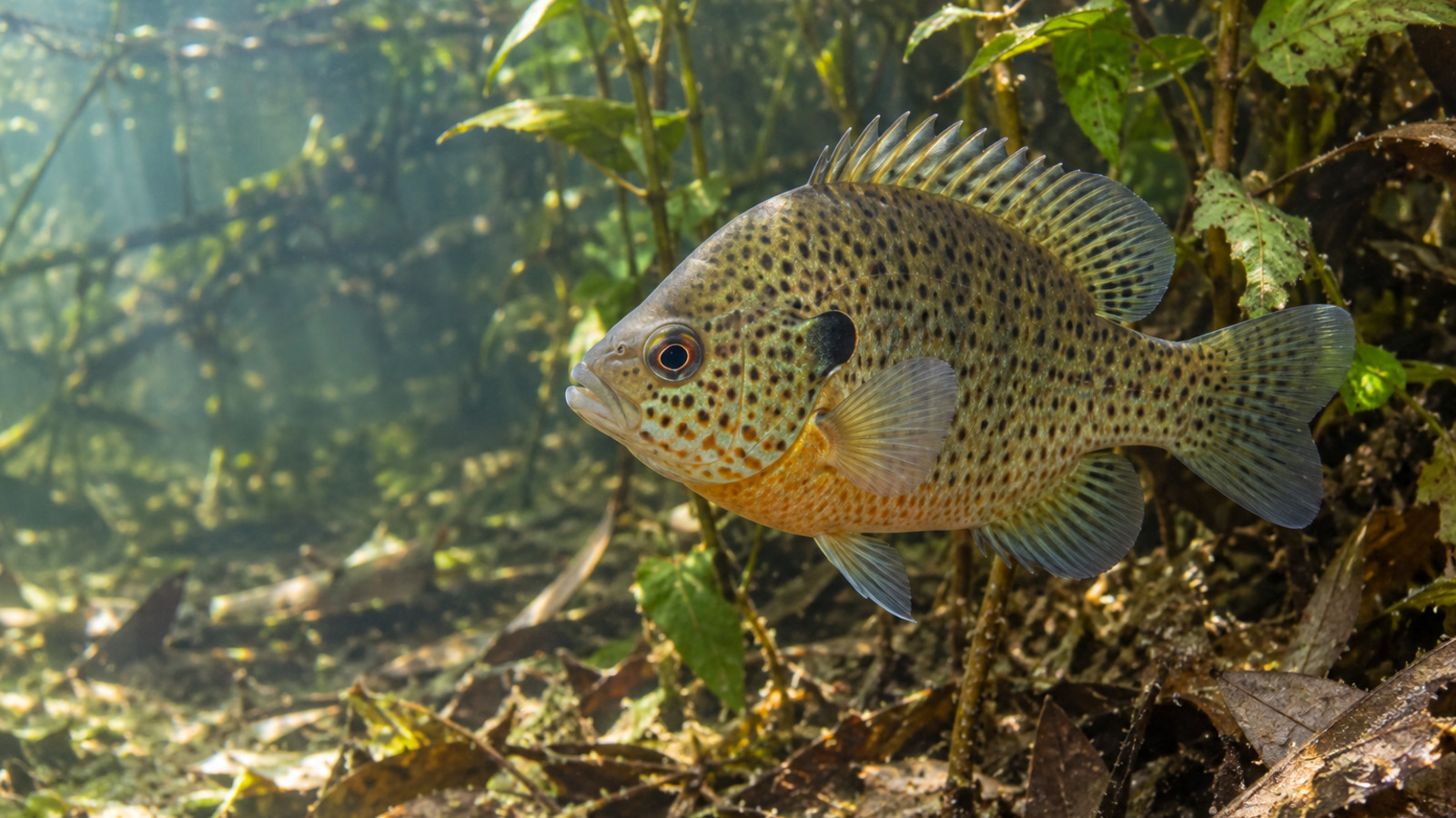 Spotted Sunfish beside aquatic plants and submerged wood in clear freshwater