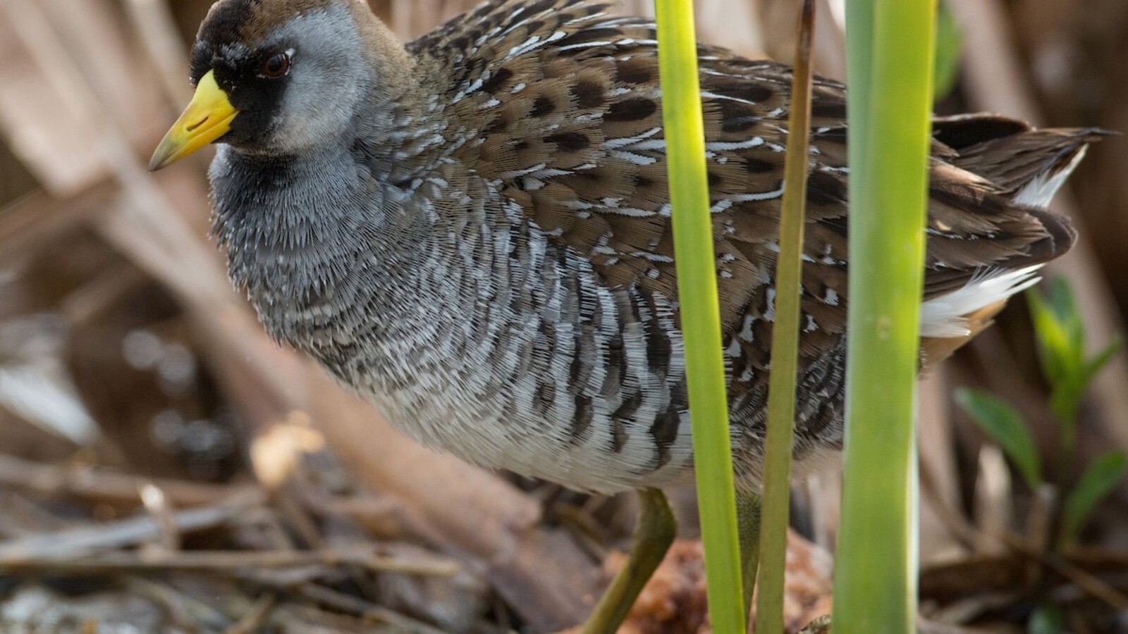 Bird