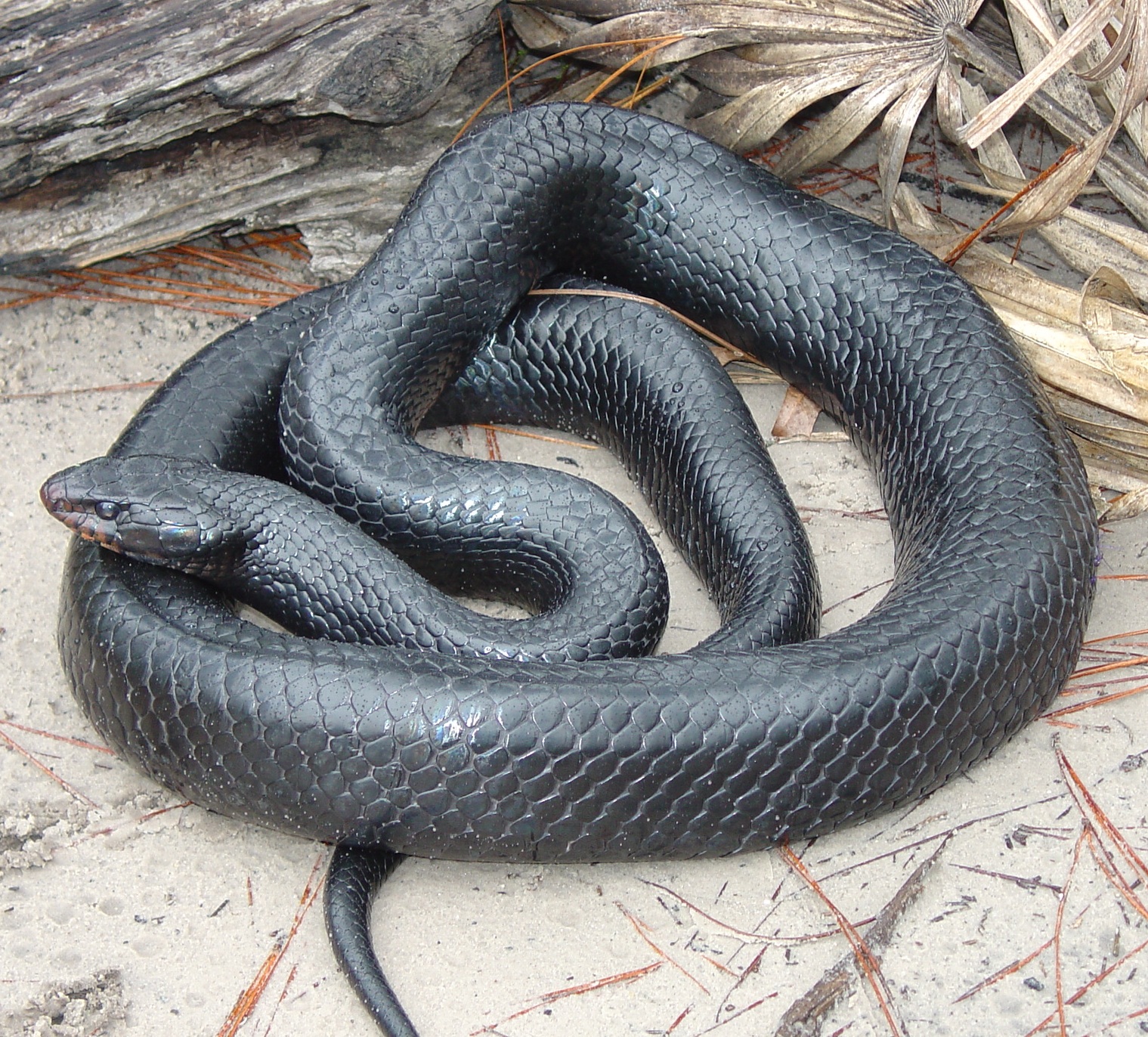 Reptiles