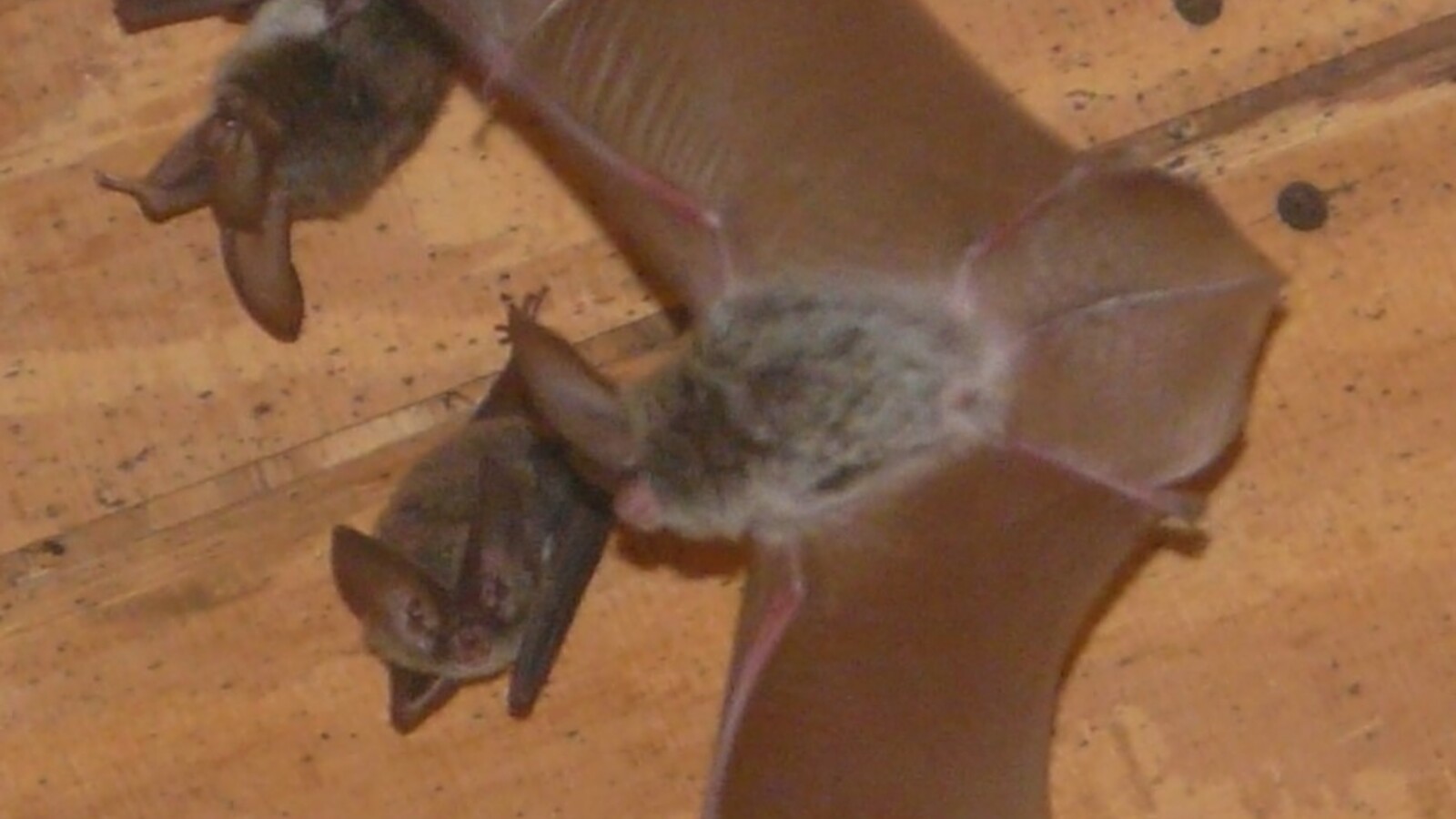 Rafinesque's Big-Eared Bats flying near a woodland roost