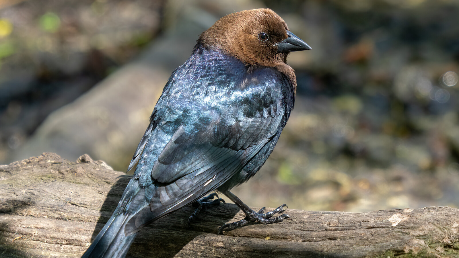 Brown-Headed Cowbird in its typical habitat