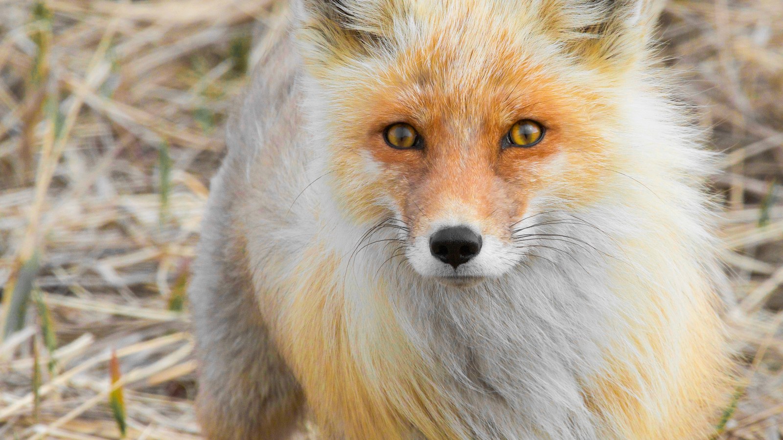 Mammal