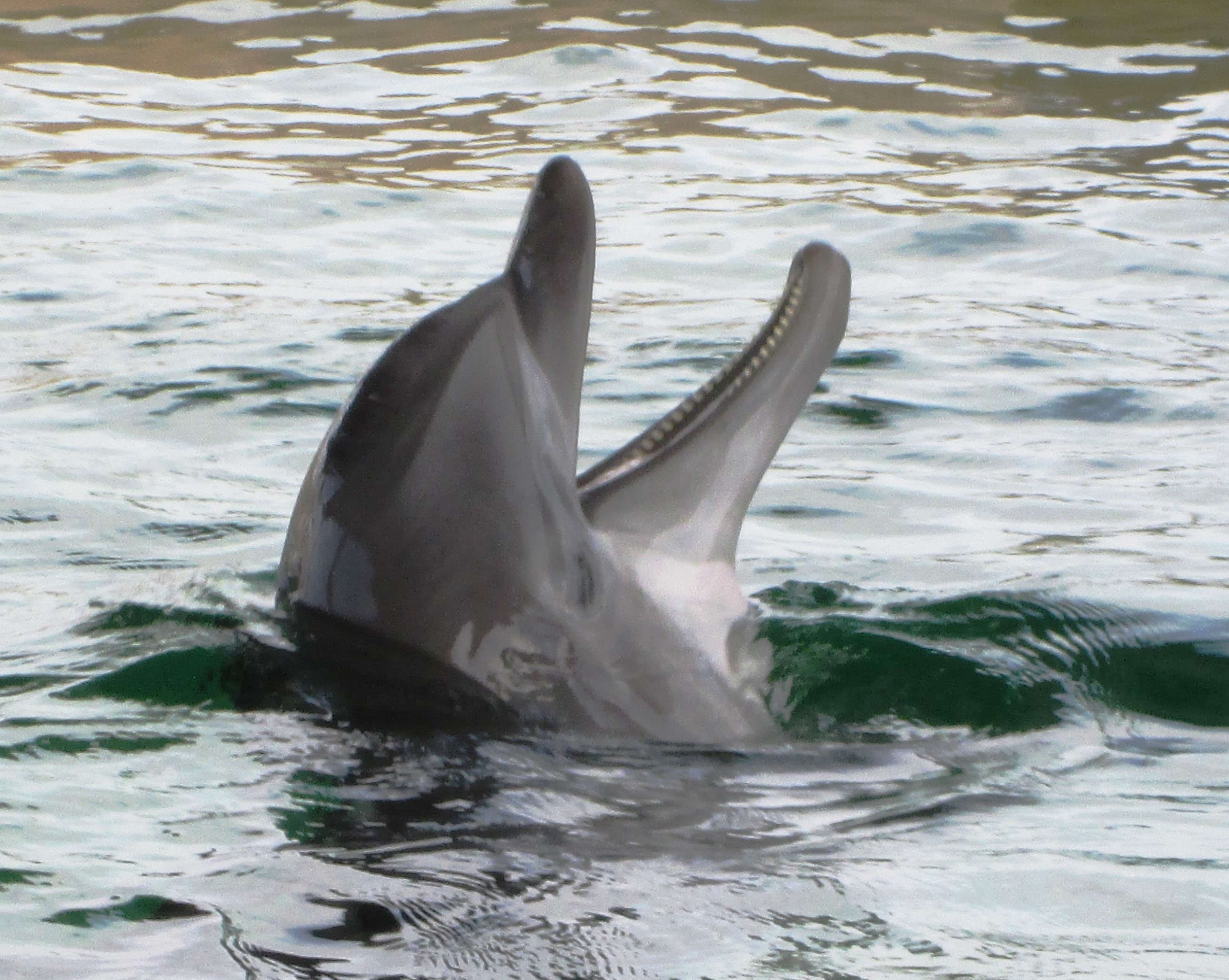 Second view of Common Bottlenose Dolphin