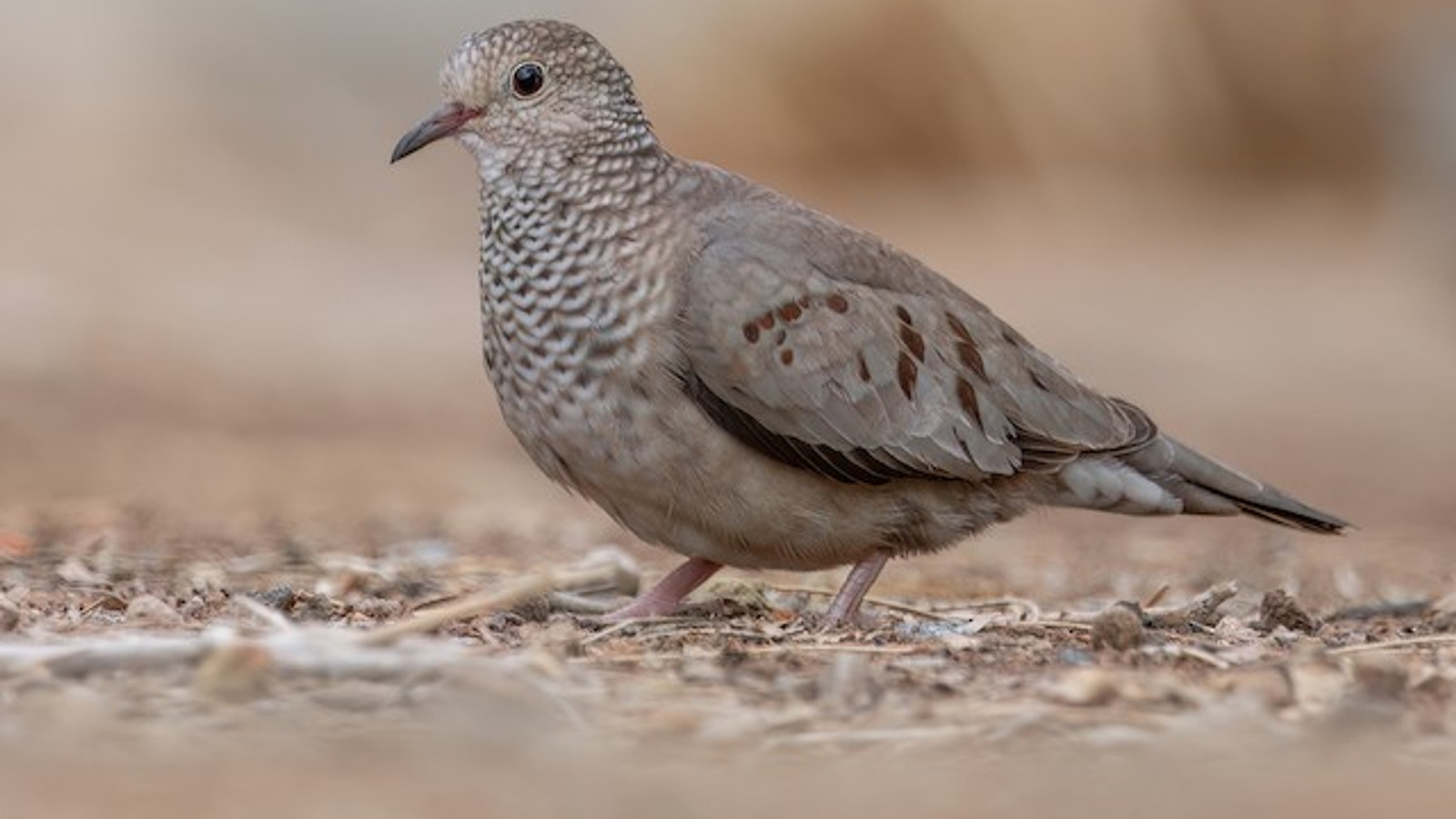 Common Ground-Dove in characteristic Florida habitat