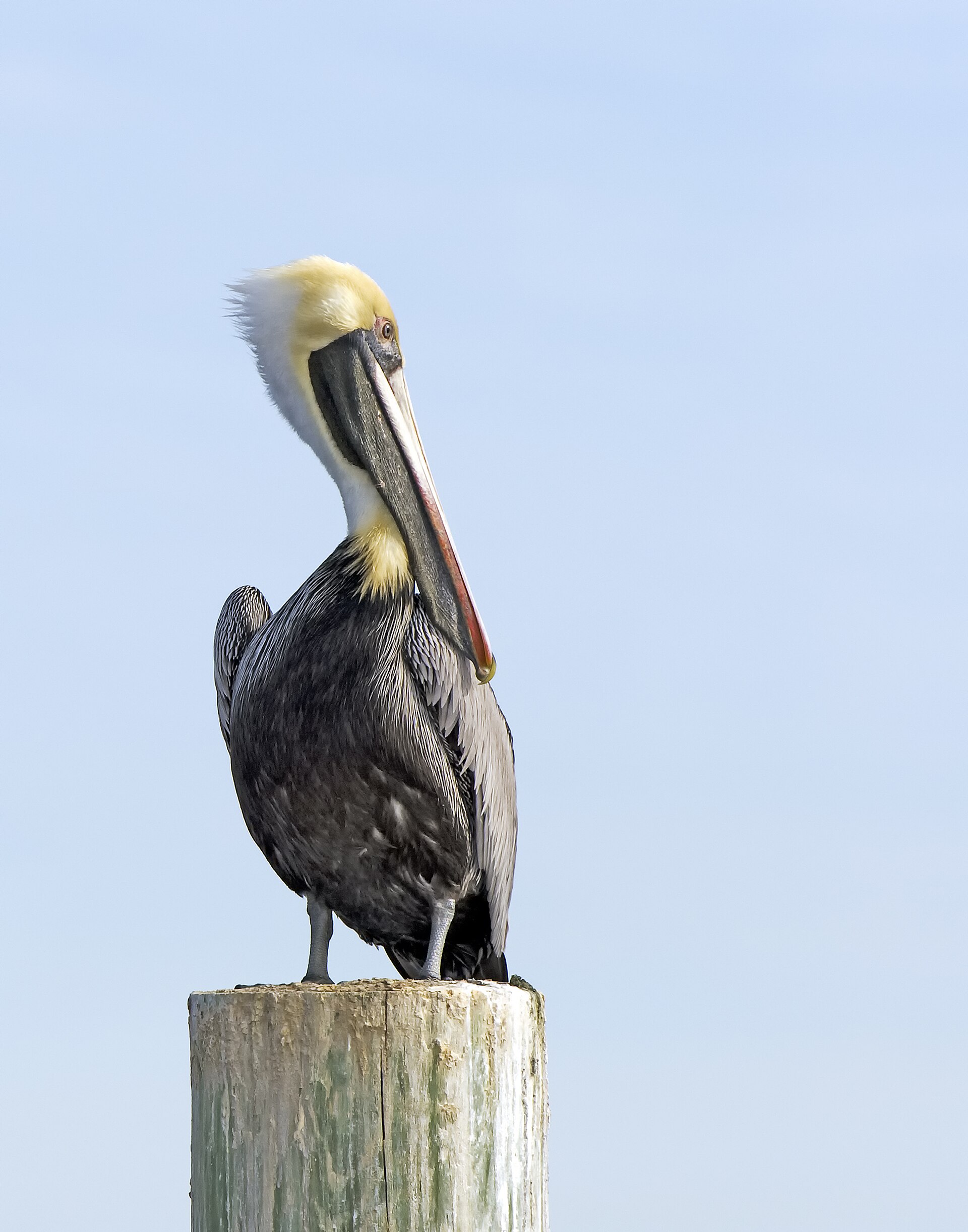 Second view of Brown Pelican
