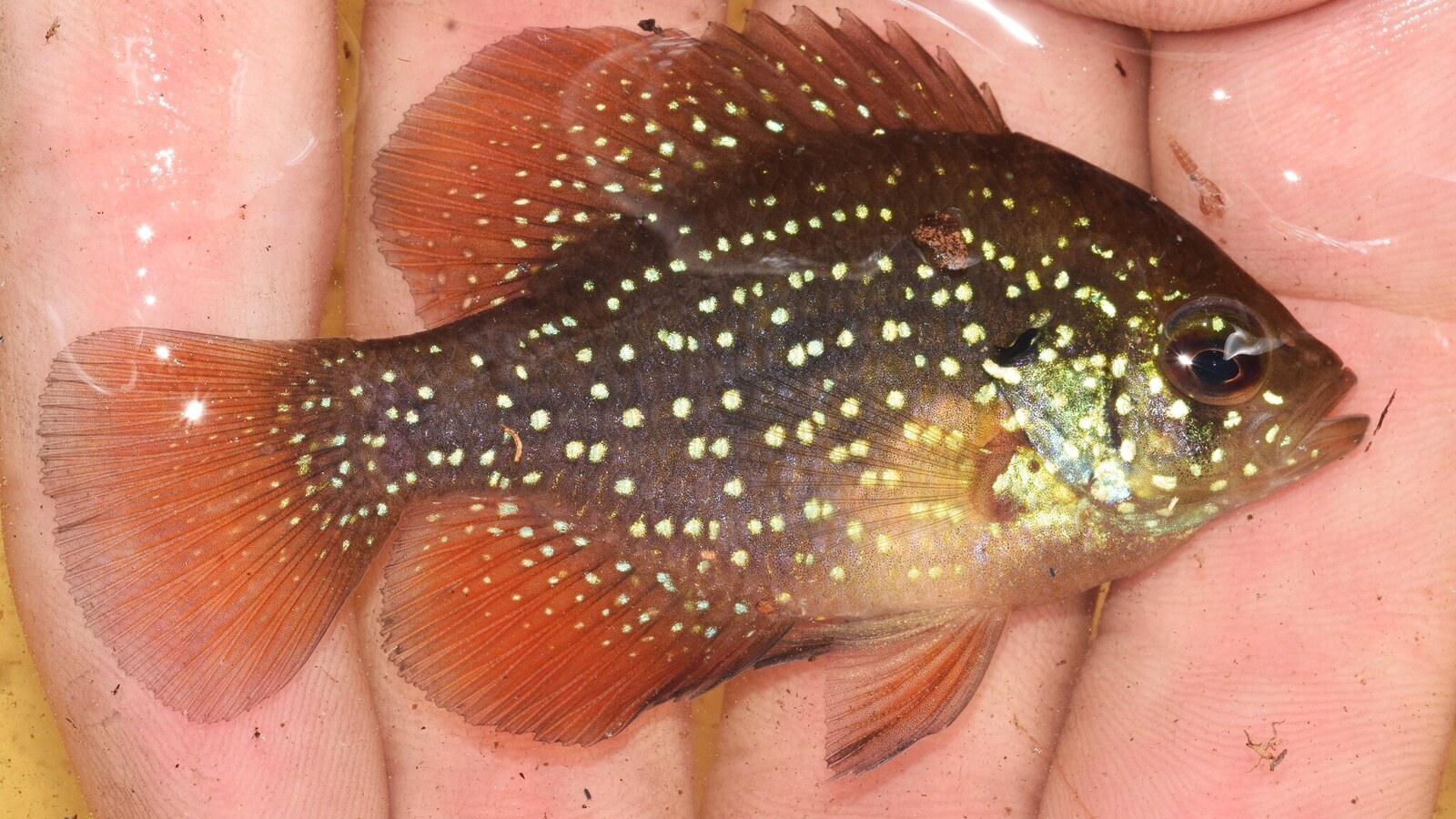 Reddish breeding Bluespotted Sunfish with iridescent flank spots