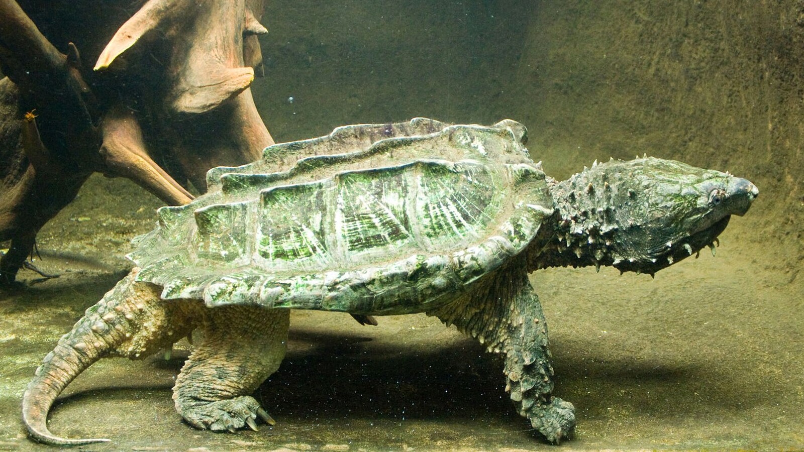 Detailed view of Alligator Snapping Turtle