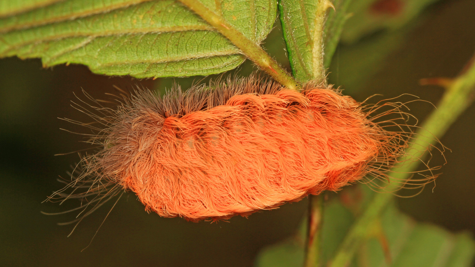 Furry orange puss caterpillar, the larval stage of the southern flannel moth, on a leaf