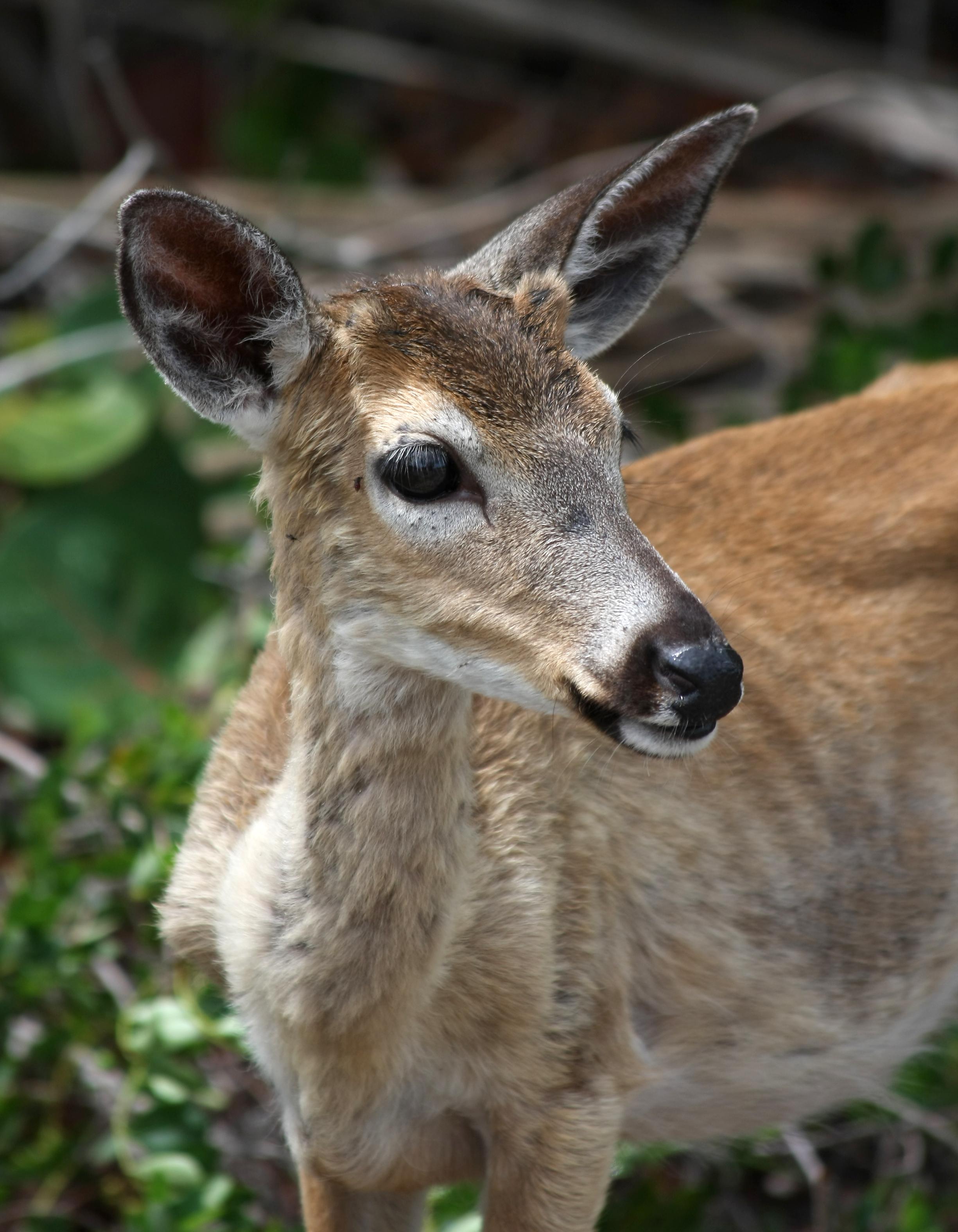 Mammal