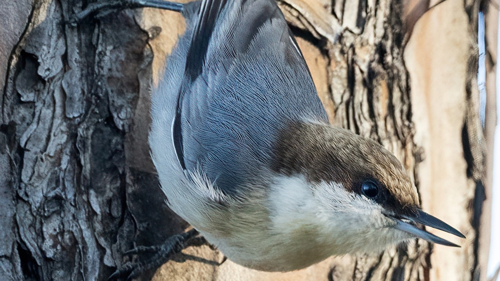 Detailed view of Brown-Headed Nuthatch