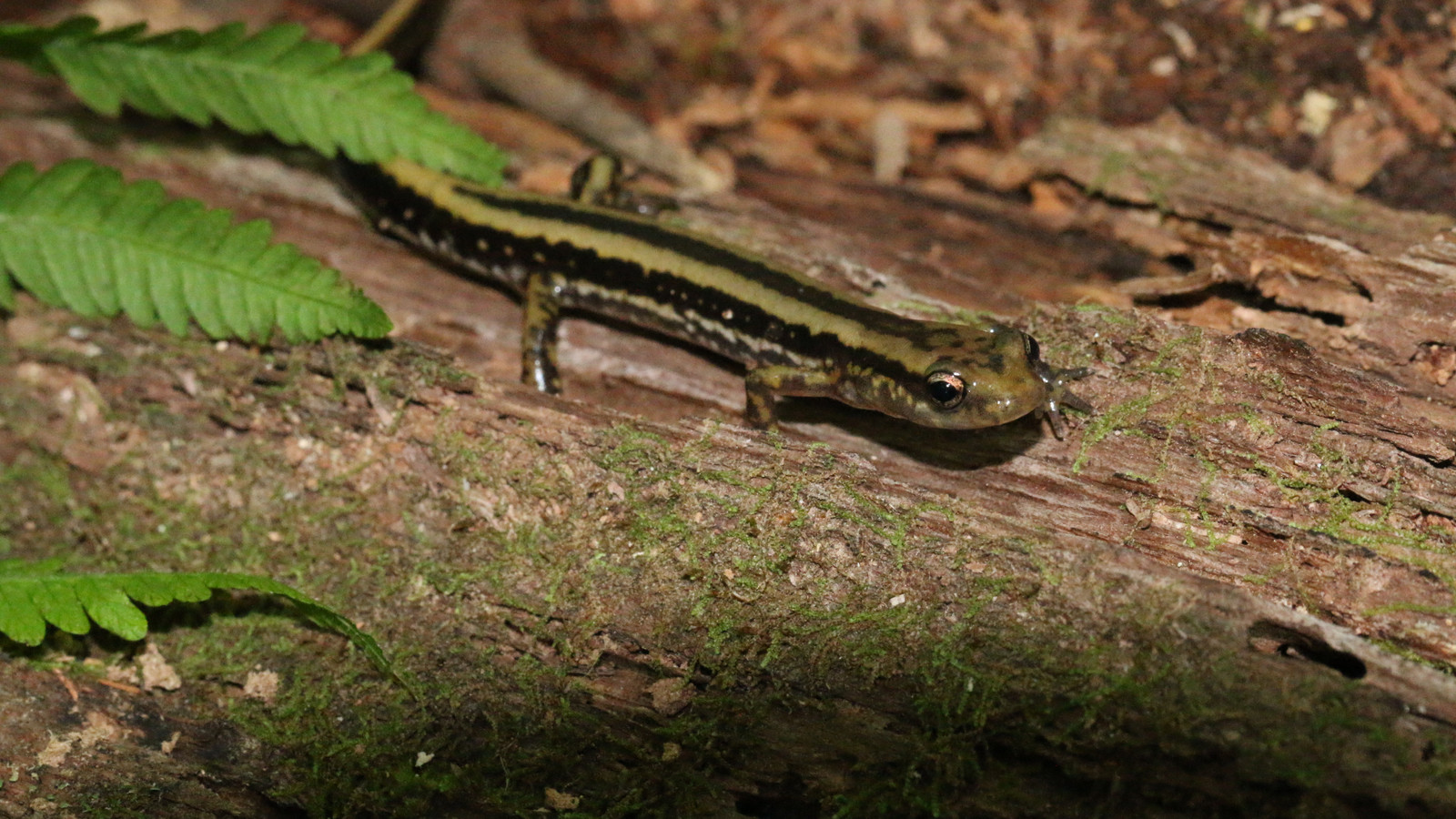 Three-lined salamander crossing a damp log