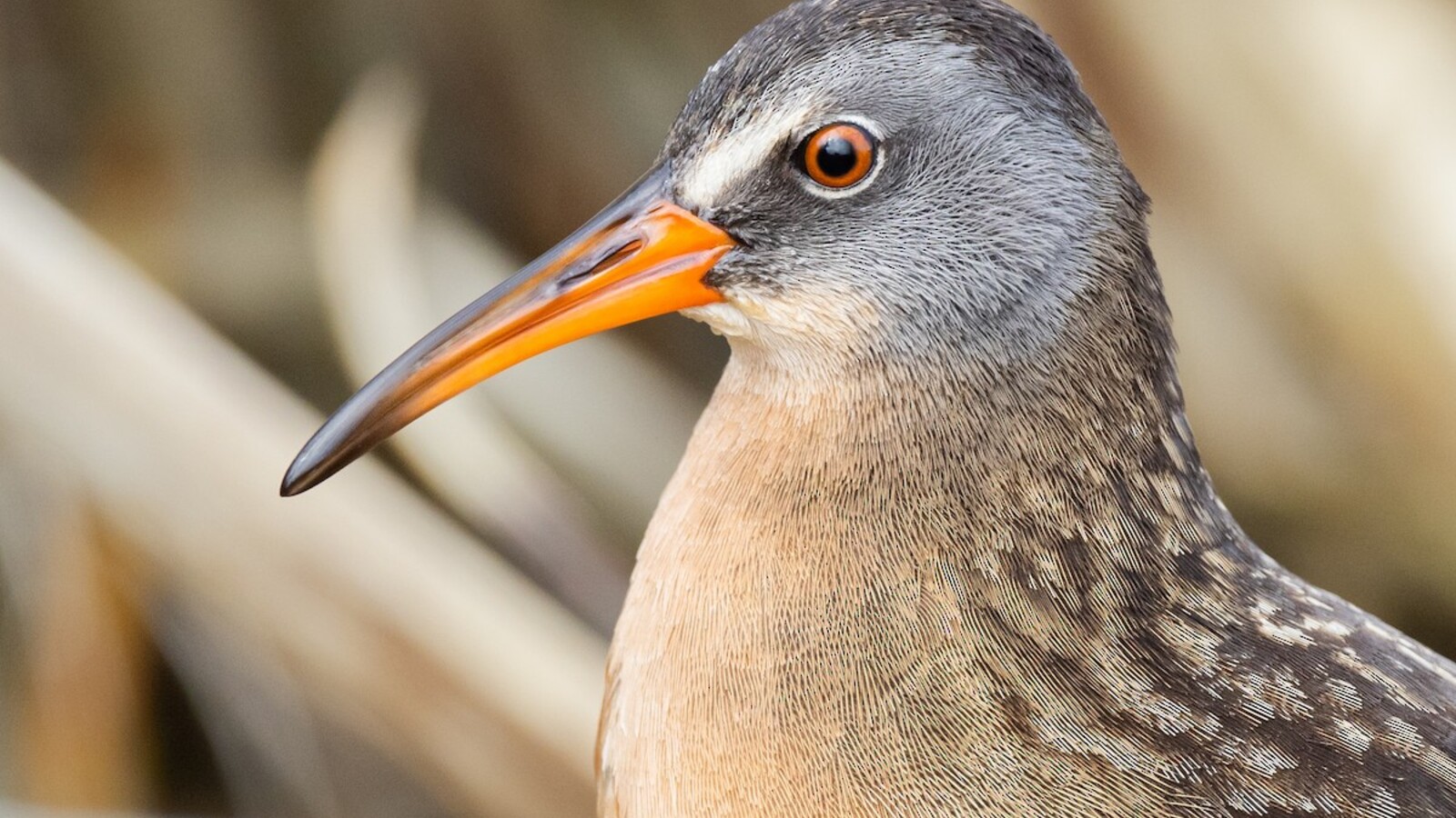 Close portrait of a Virginia Rail among reeds