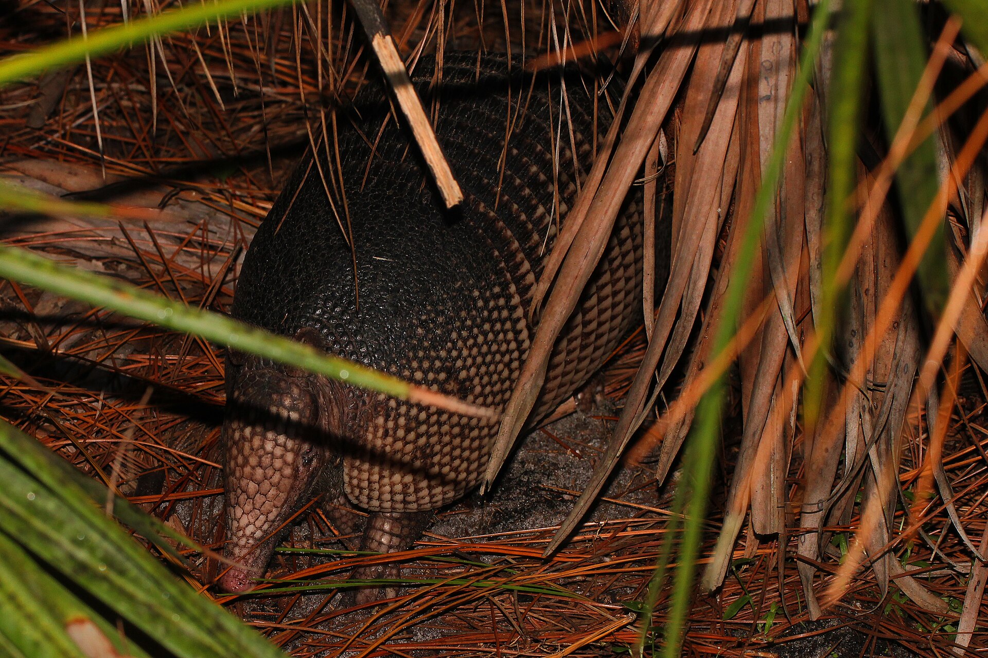 Nine-banded armadillo in a Florida wildlife management area