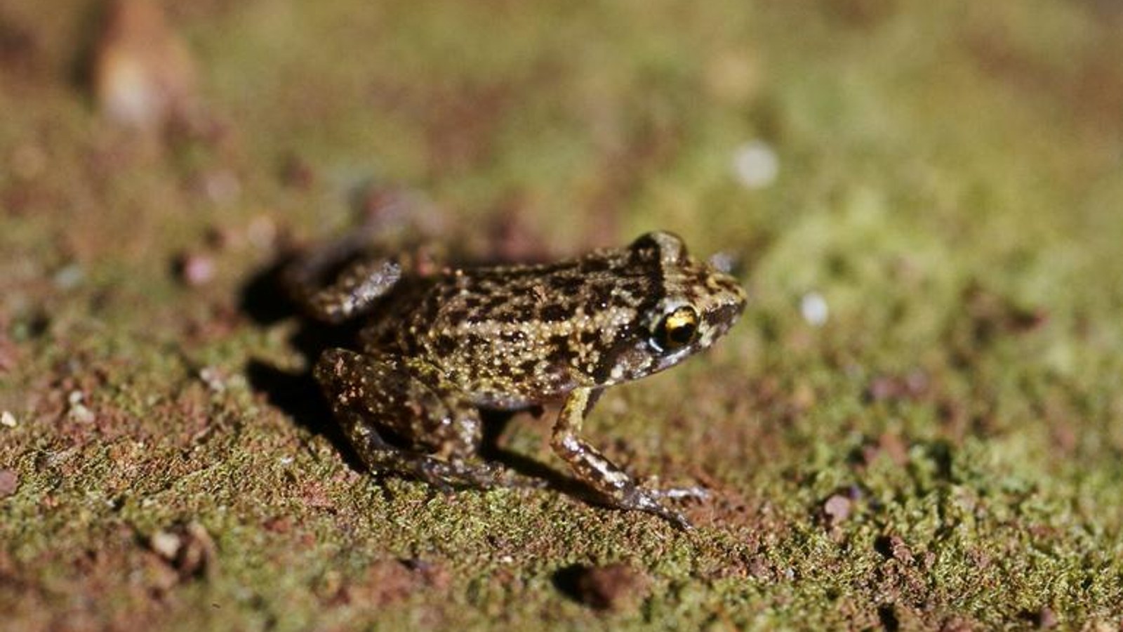 Amphibian