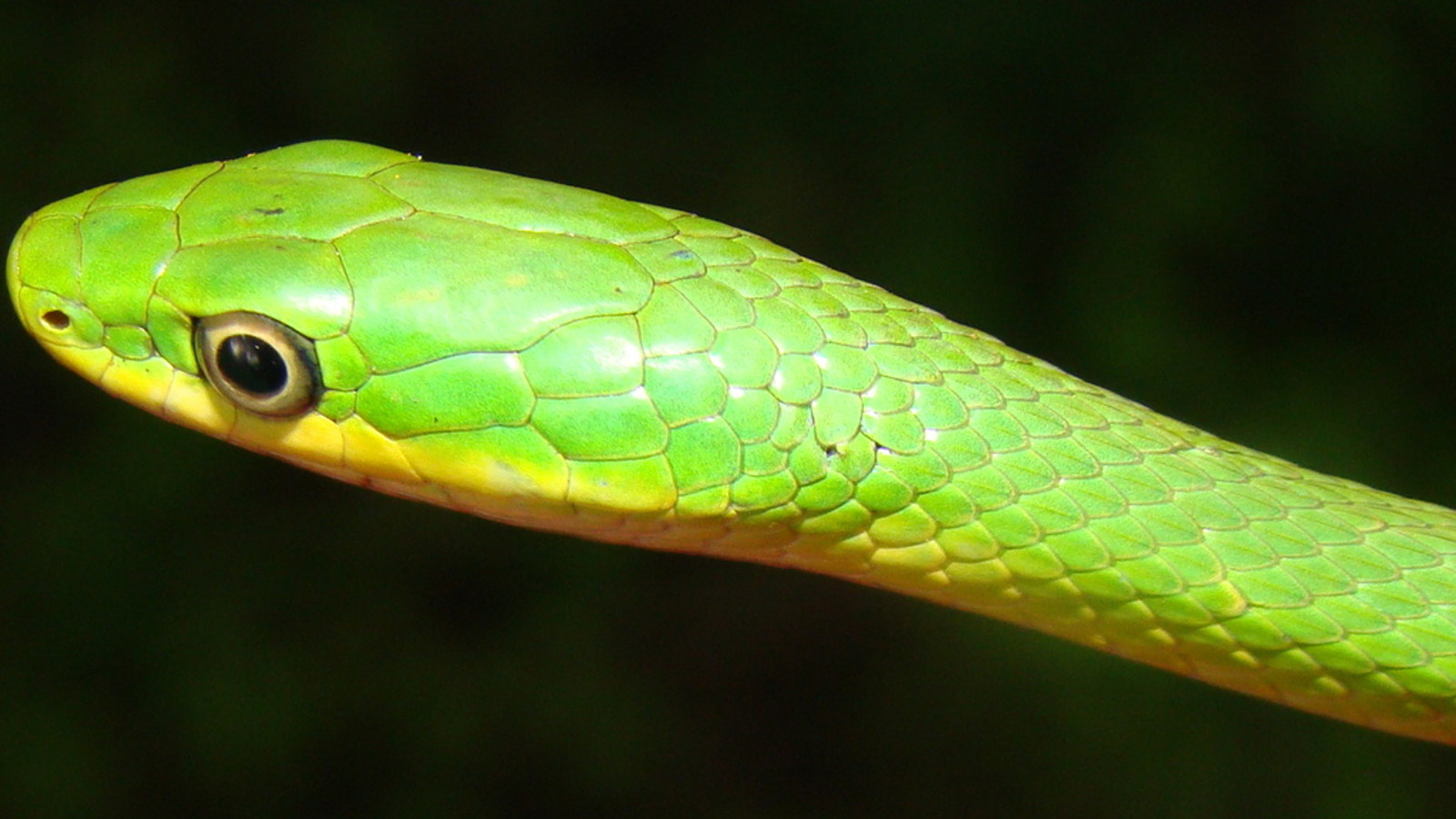 Detailed identification view of Rough Green Snake